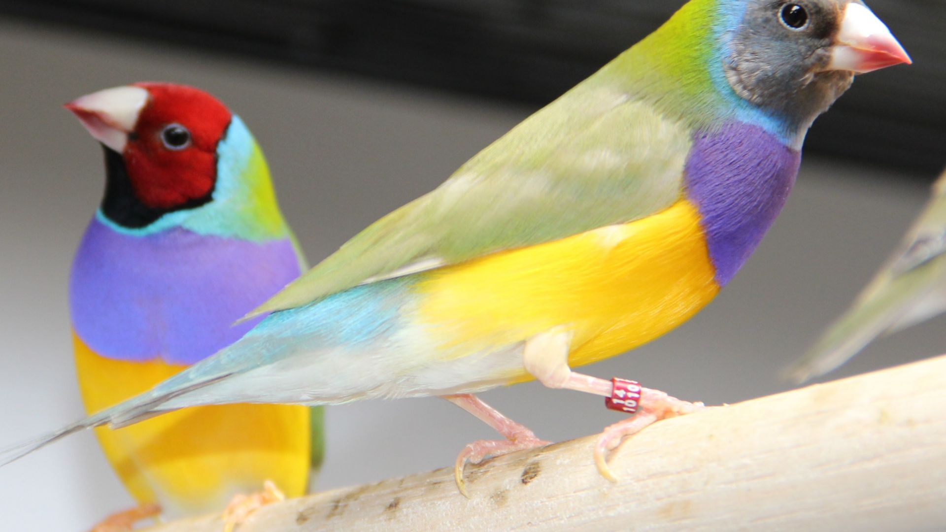 Wallpaper Gouldian finch bird, sitting, colorful