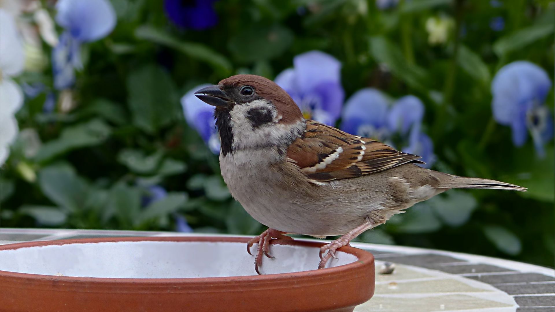 Wallpaper Bird, sparrow, drinking, water