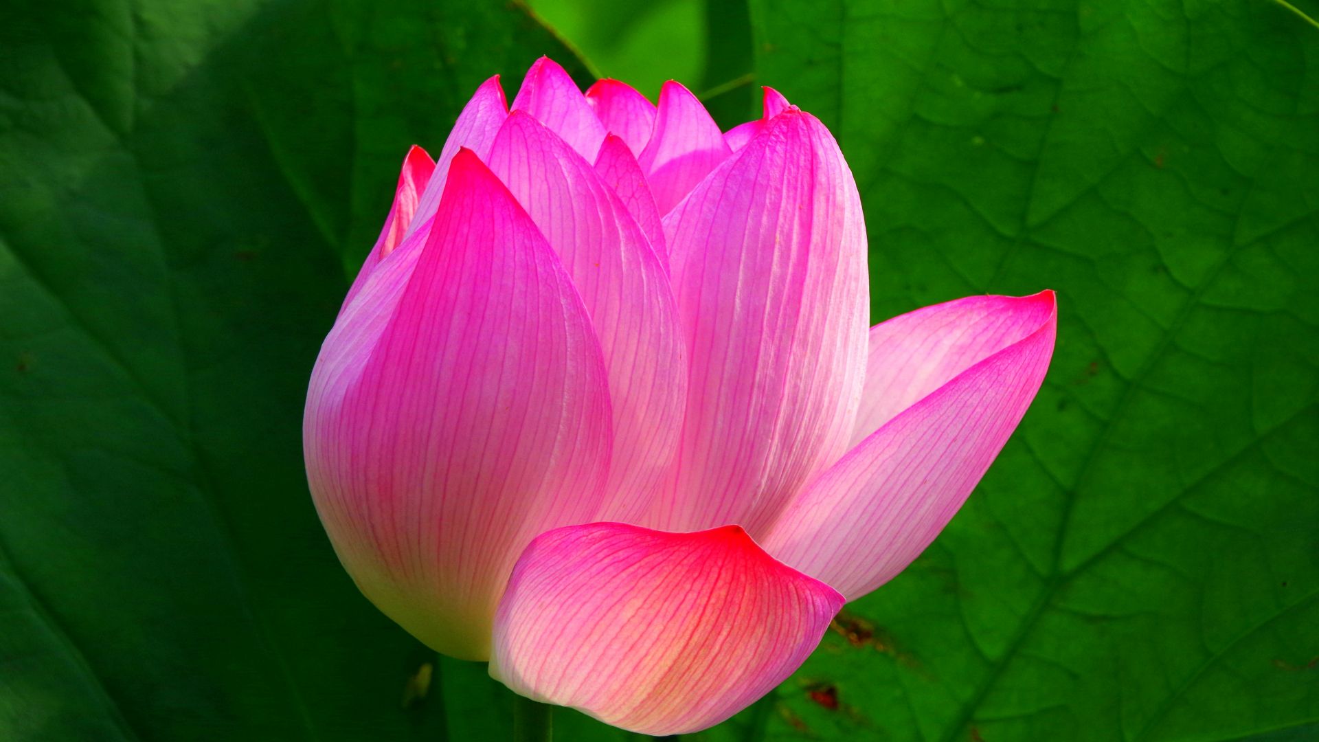 Wallpaper Lotus, pink flower, bloom