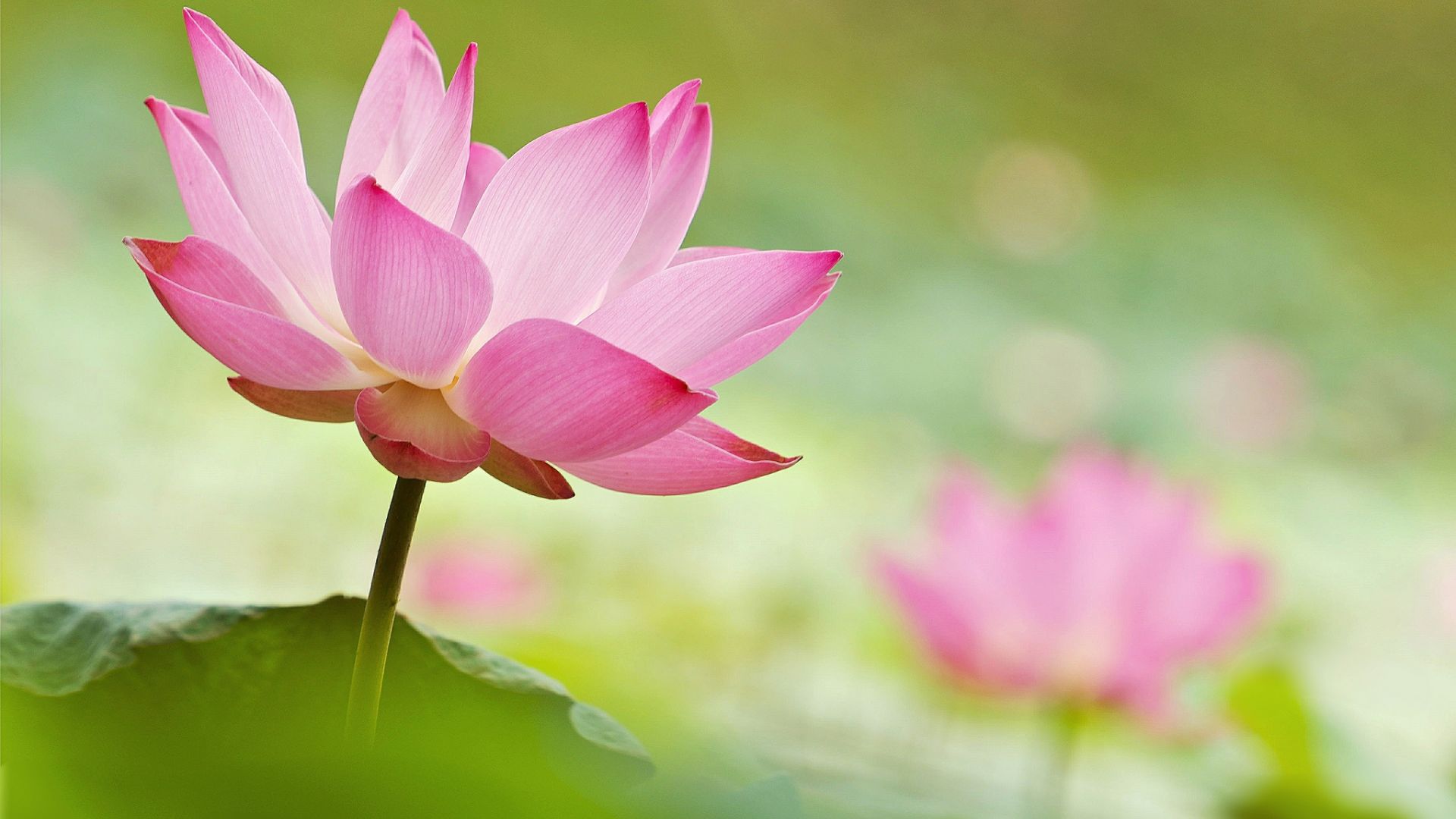 Lá sen hồng - Những chiếc lá sen hồng tuyệt đẹp trôi nổi trên mặt hồ đang chờ bạn thưởng thức. Nhìn chúng sẽ giúp bạn bình tĩnh và tìm kiếm sự tinh tế trong mọi thứ. 