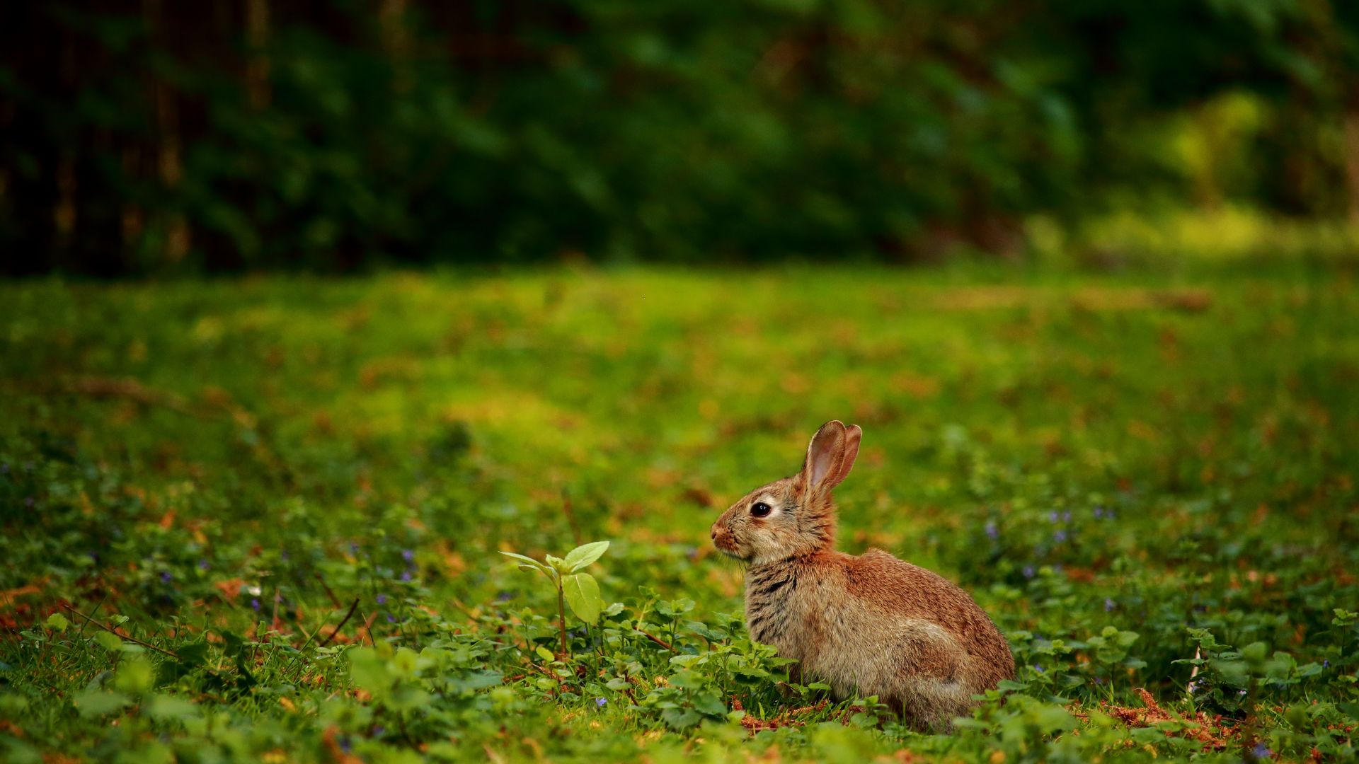 Wallpaper Rabbit, meadow, cute animal