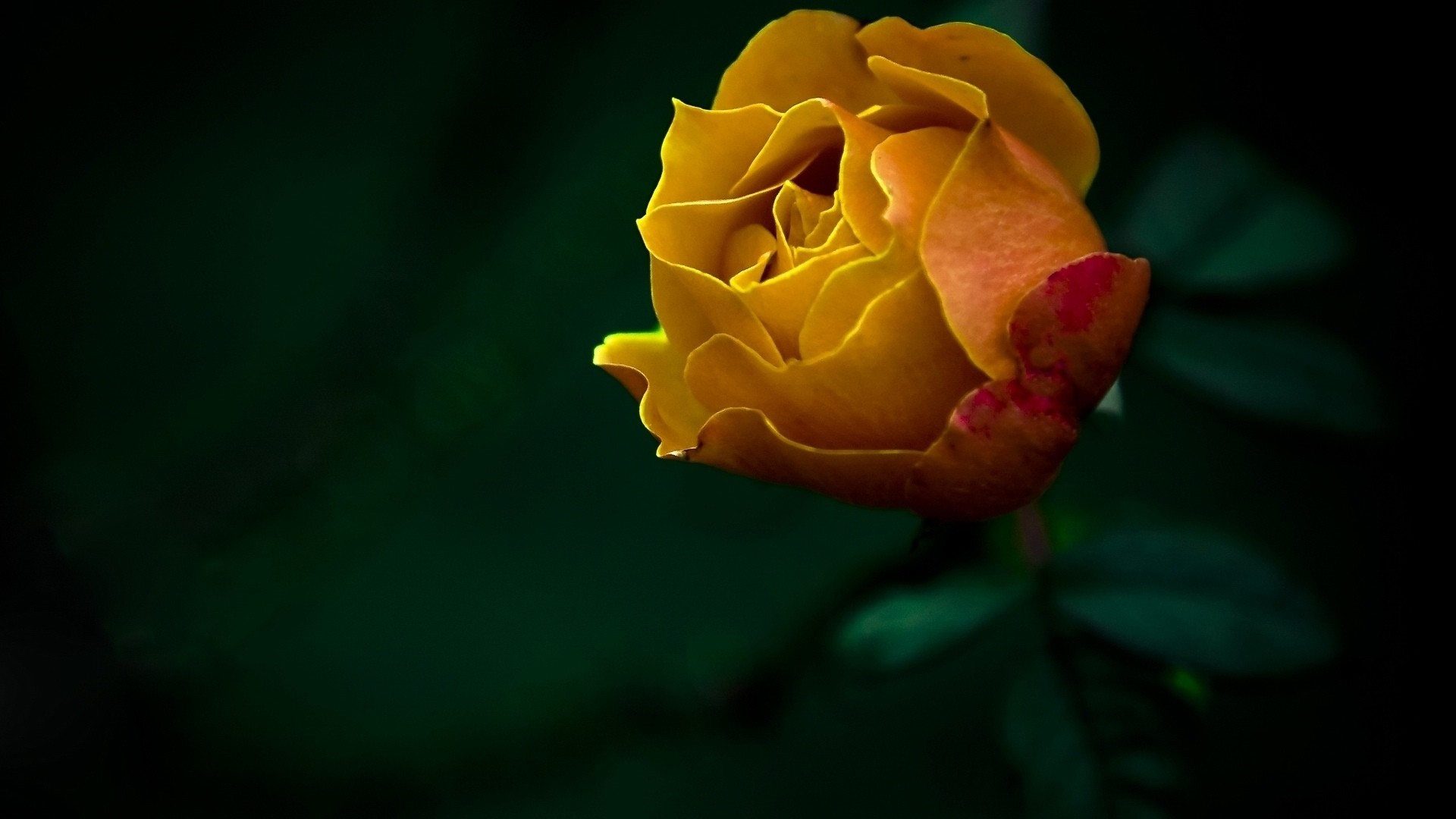 Wallpaper Yellow rose flower close up