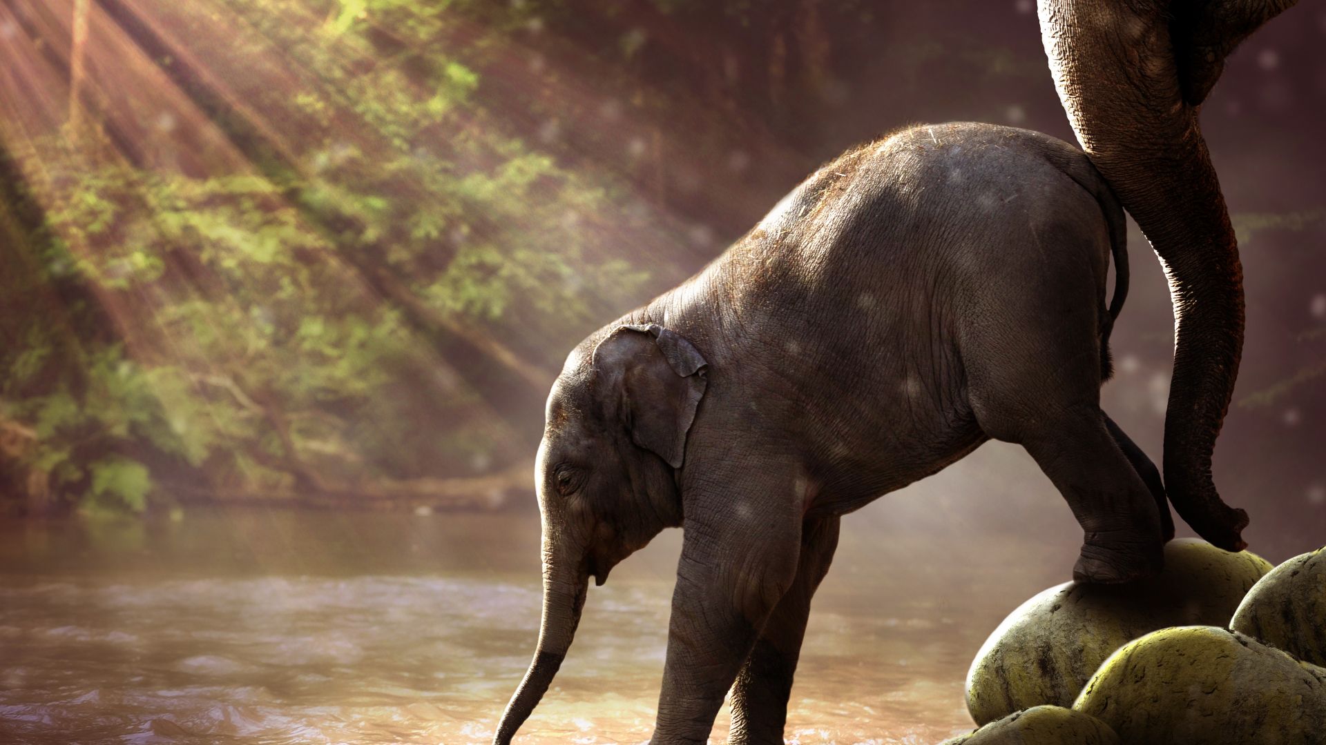 Wallpaper Elephant, baby animal, river