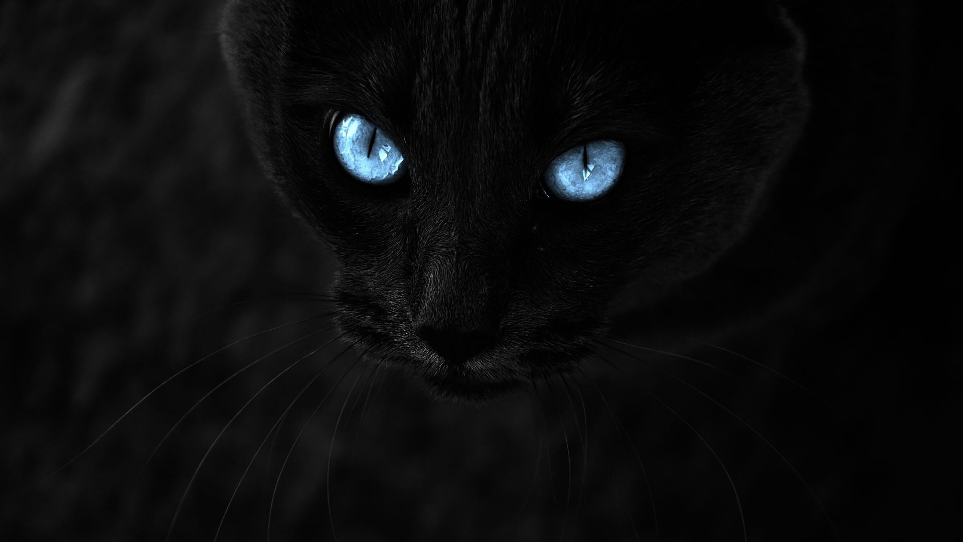 Wallpaper Cat's blue eyes, close up