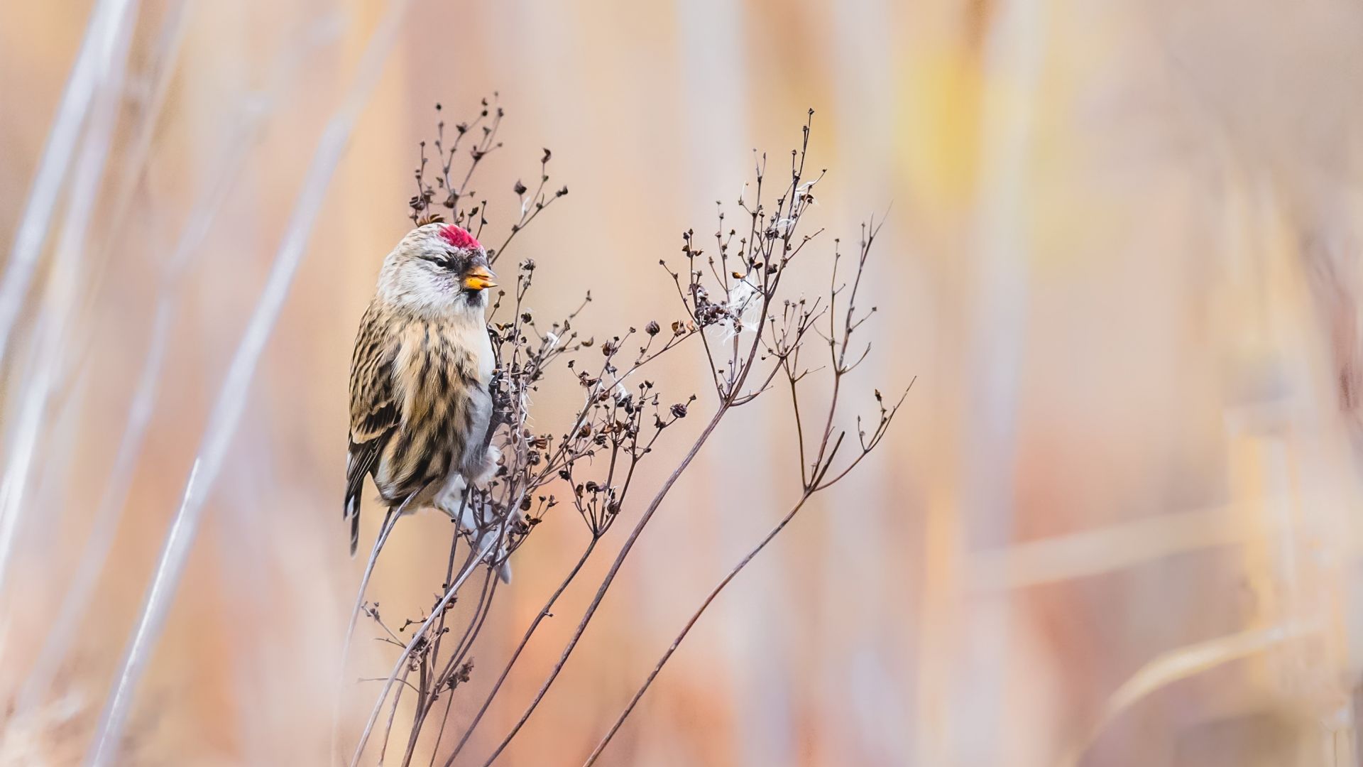 Wallpaper Passerine, sparrow, cute bird, tree branch, sitting