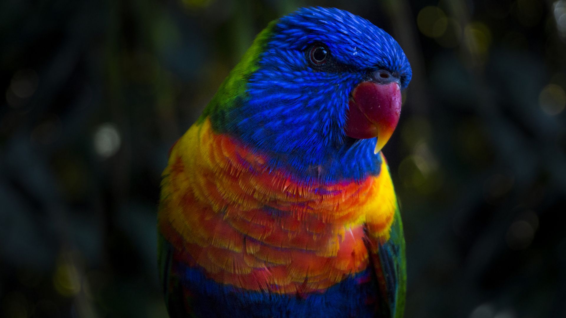 Wallpaper Parrot, beautiful colored, colorful birds