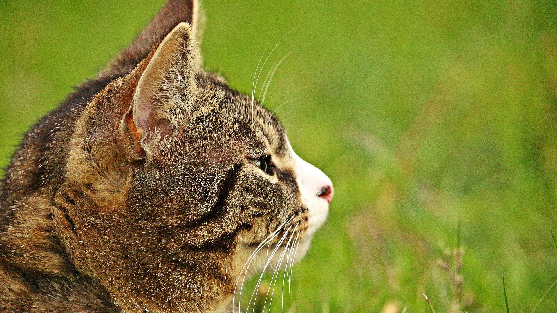 Wallpaper Cat head, animal, outdoor, pet