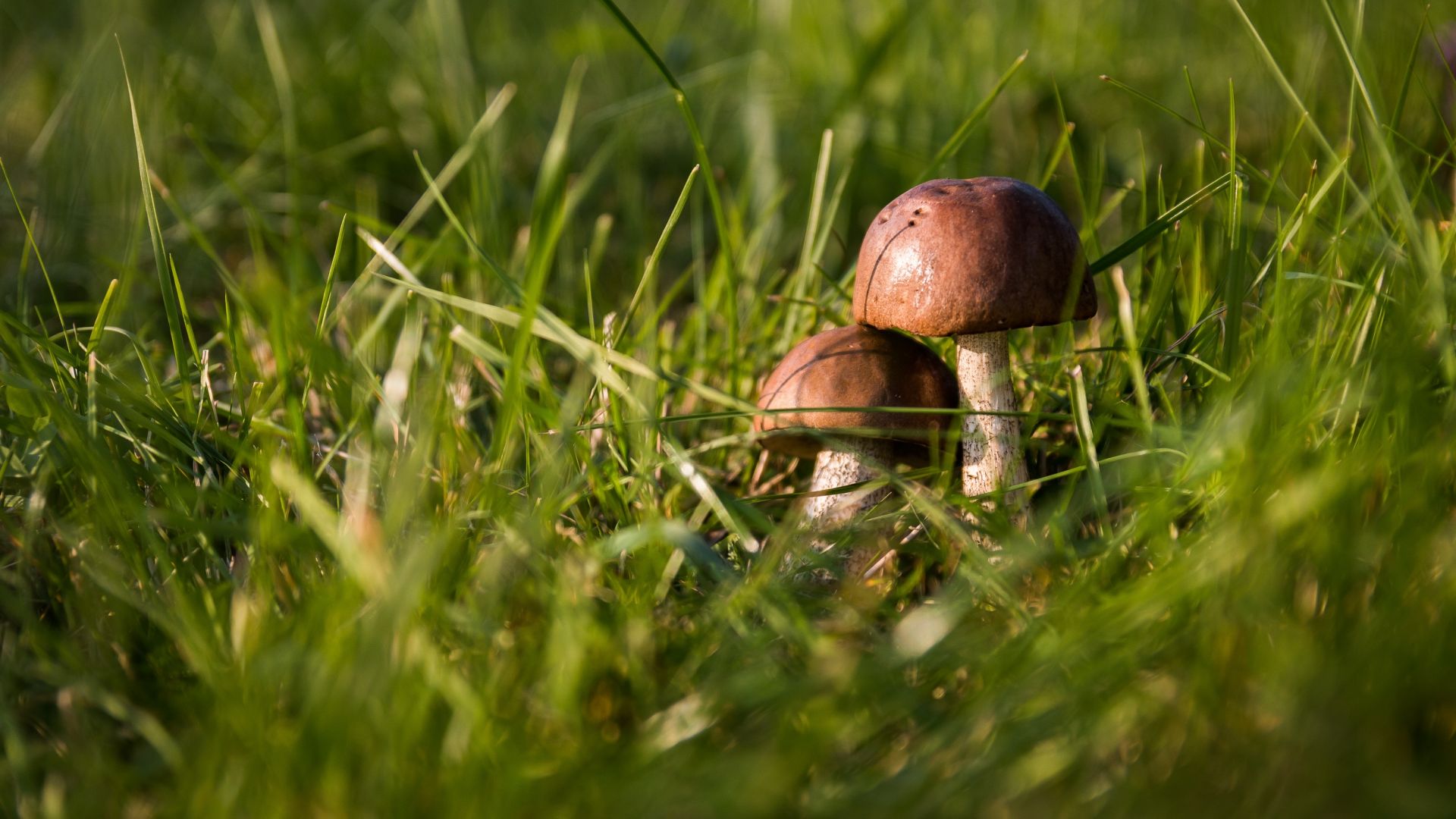 Wallpaper Mushroom, grass, close up, fungus