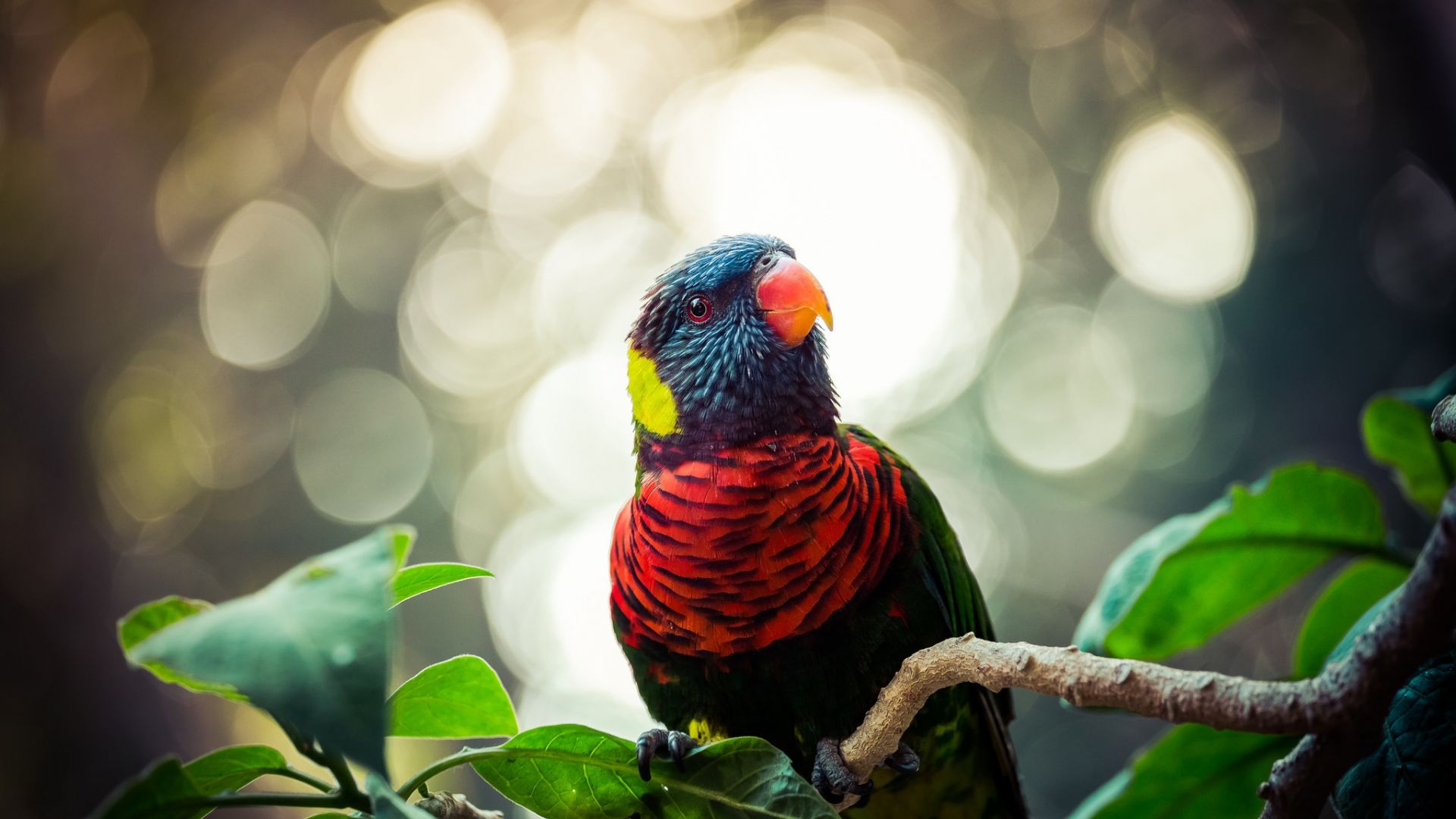 Wallpaper Colored parrot, Rainbow lorikeet, birds, bokeh