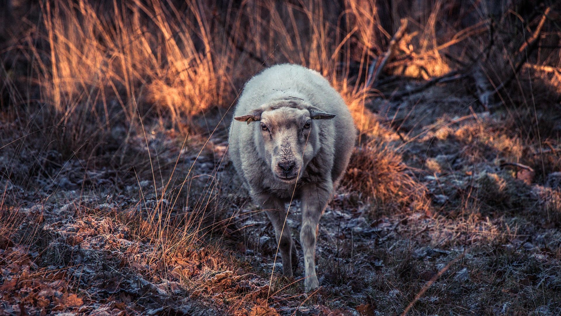 Wallpaper Sheep furry animal