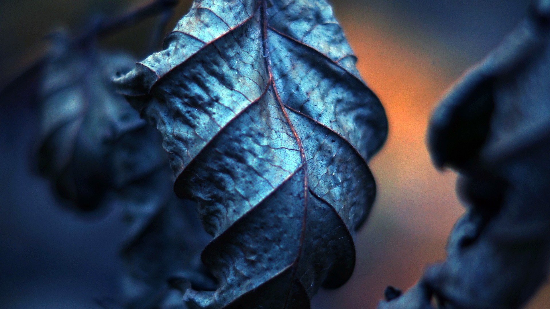 Wallpaper Blue leaf close up