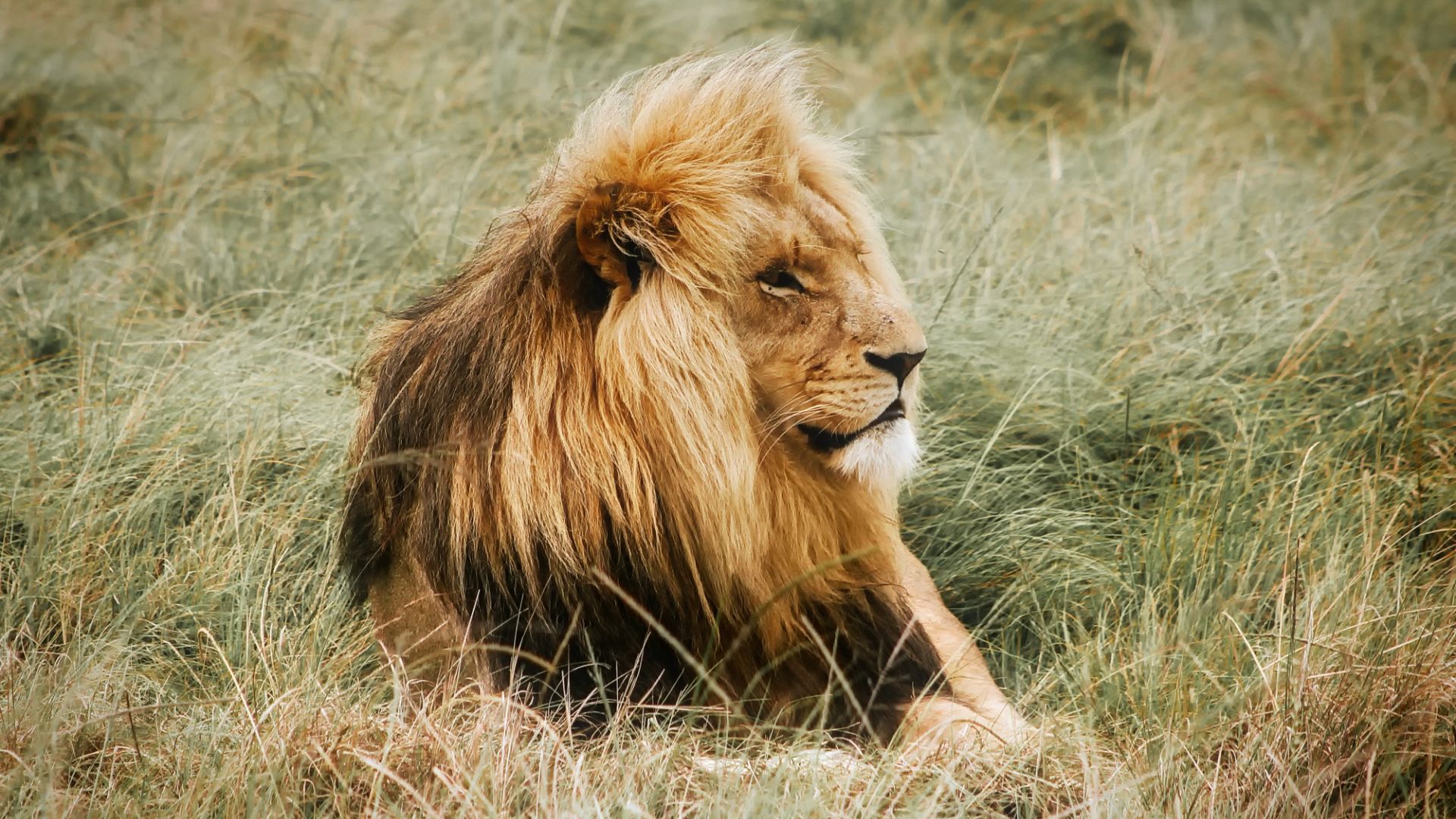 Wallpaper Lion, king of animals, resting, meadow