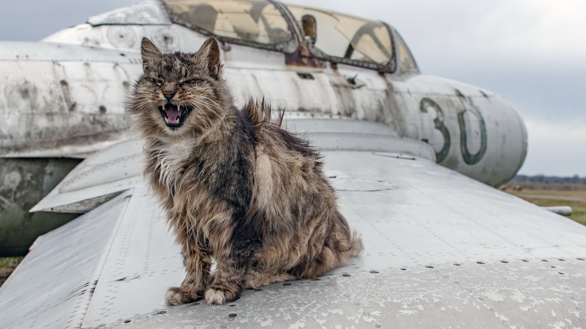 Wallpaper Angry cat sitting on wings of wreck plane