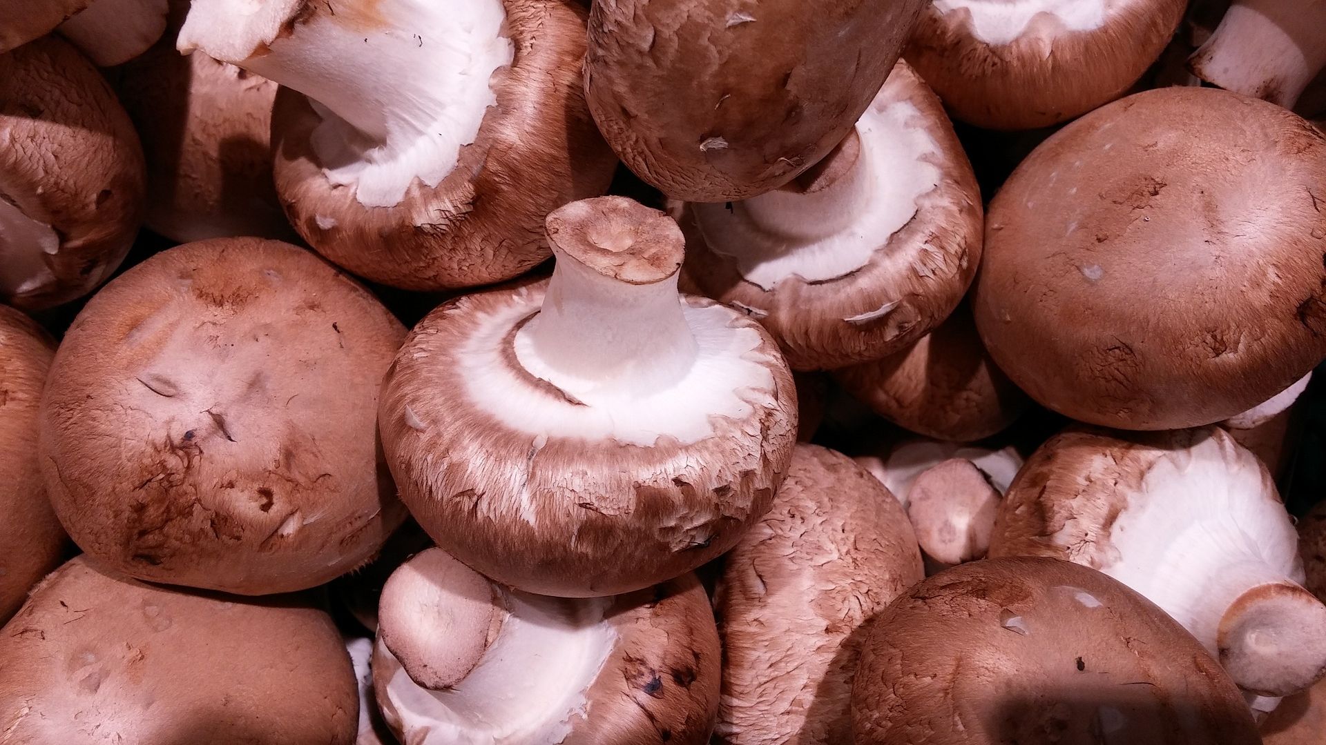 Wallpaper Brown mushrooms, fungus 