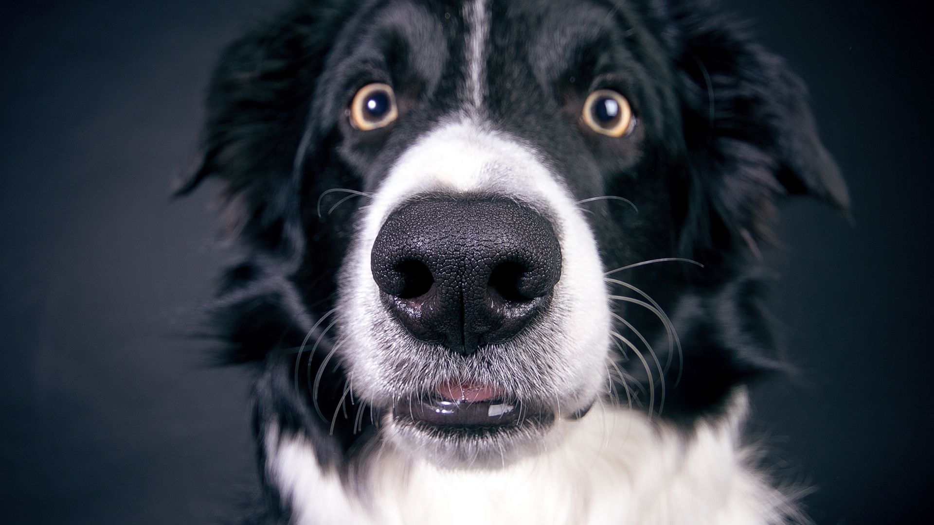 Wallpaper Dog muzzle, nose, close up, black