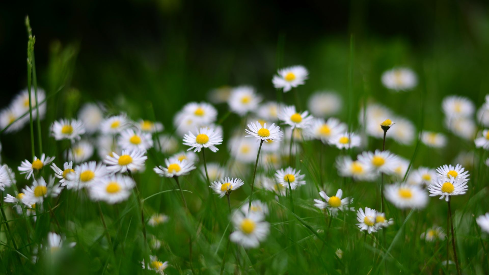 White And Yellow Daisy Desktop Wallpaper Template and Ideas for Design   Fotor