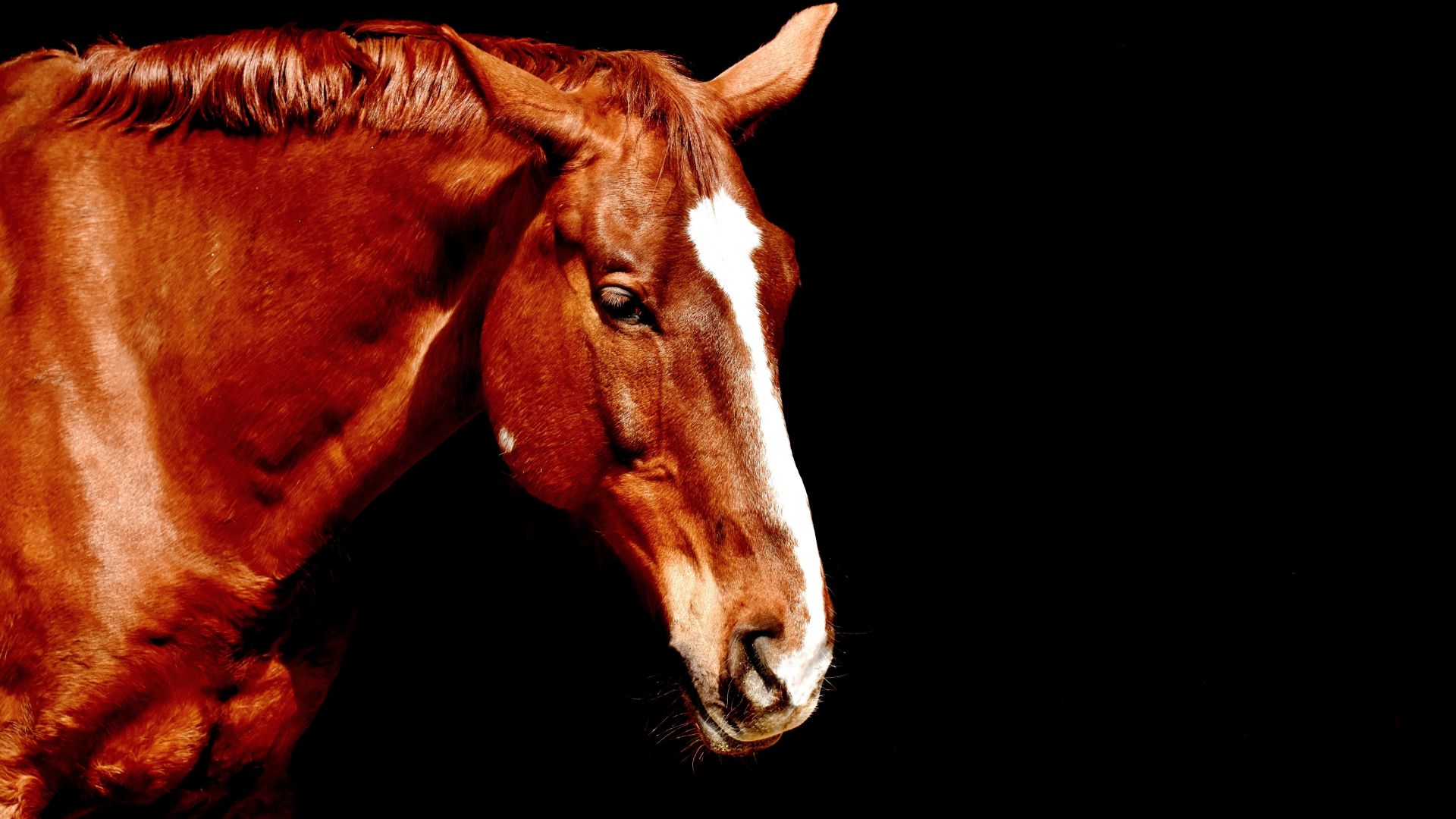 Wallpaper Horse brown, animal, portrait