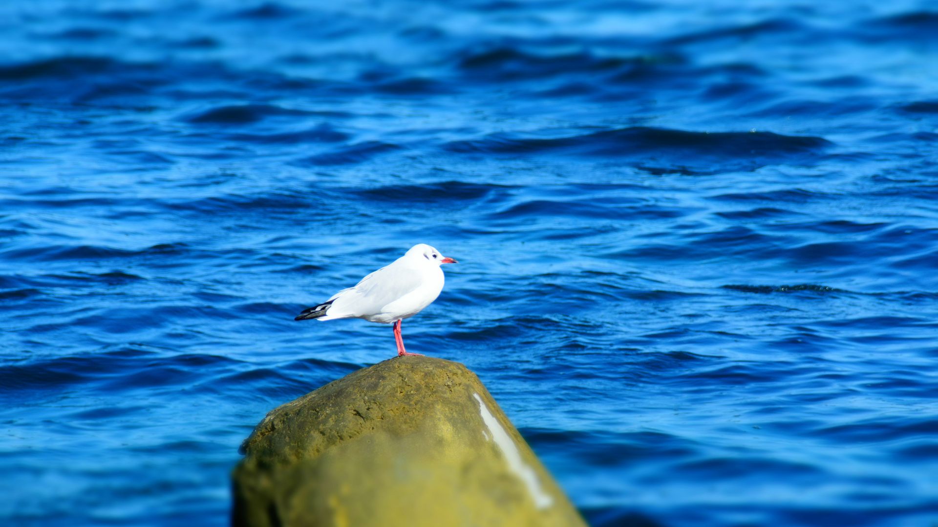 Wallpaper Seagull, blue sea