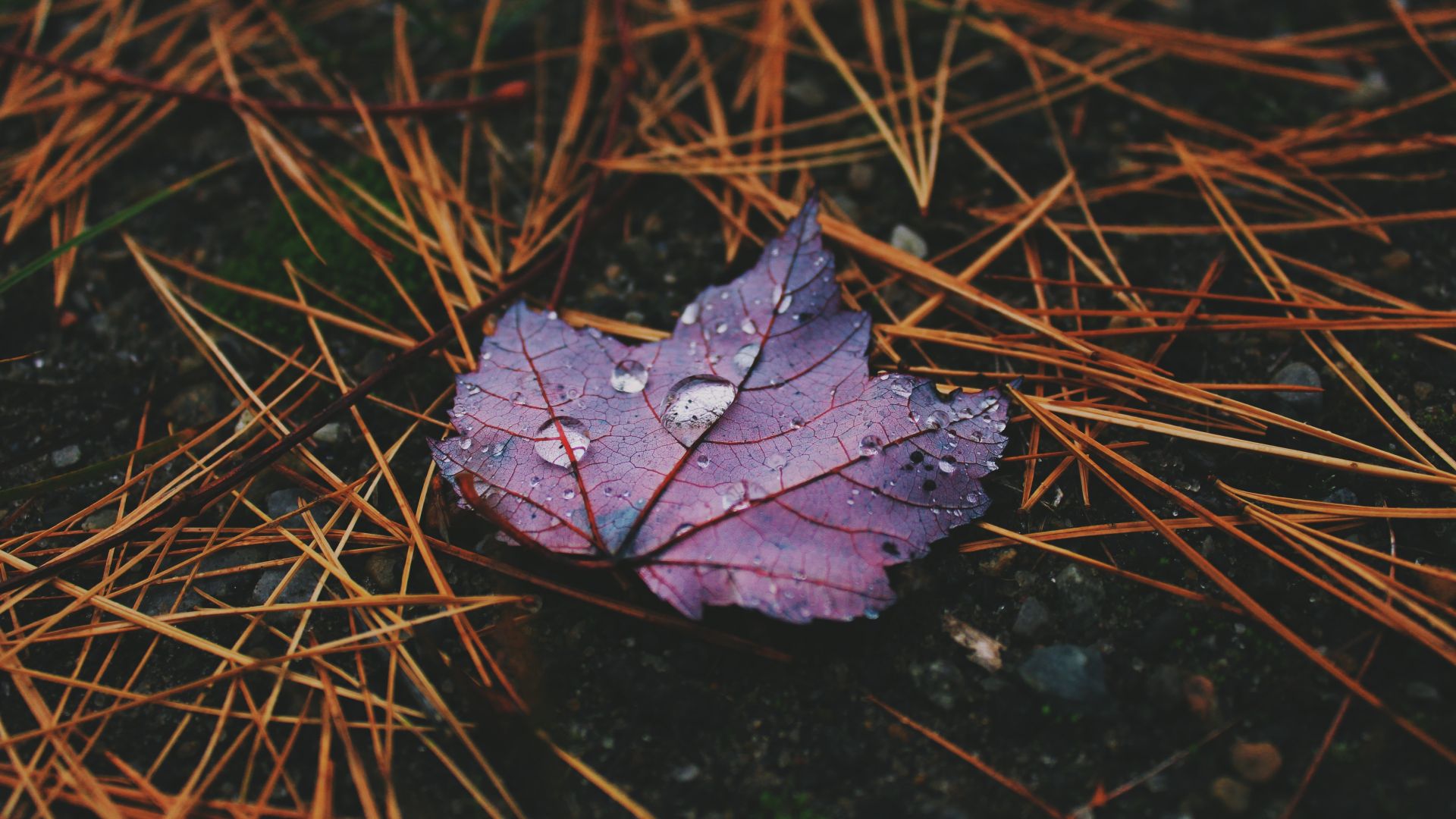 Wallpaper Dew drops on purple leaf