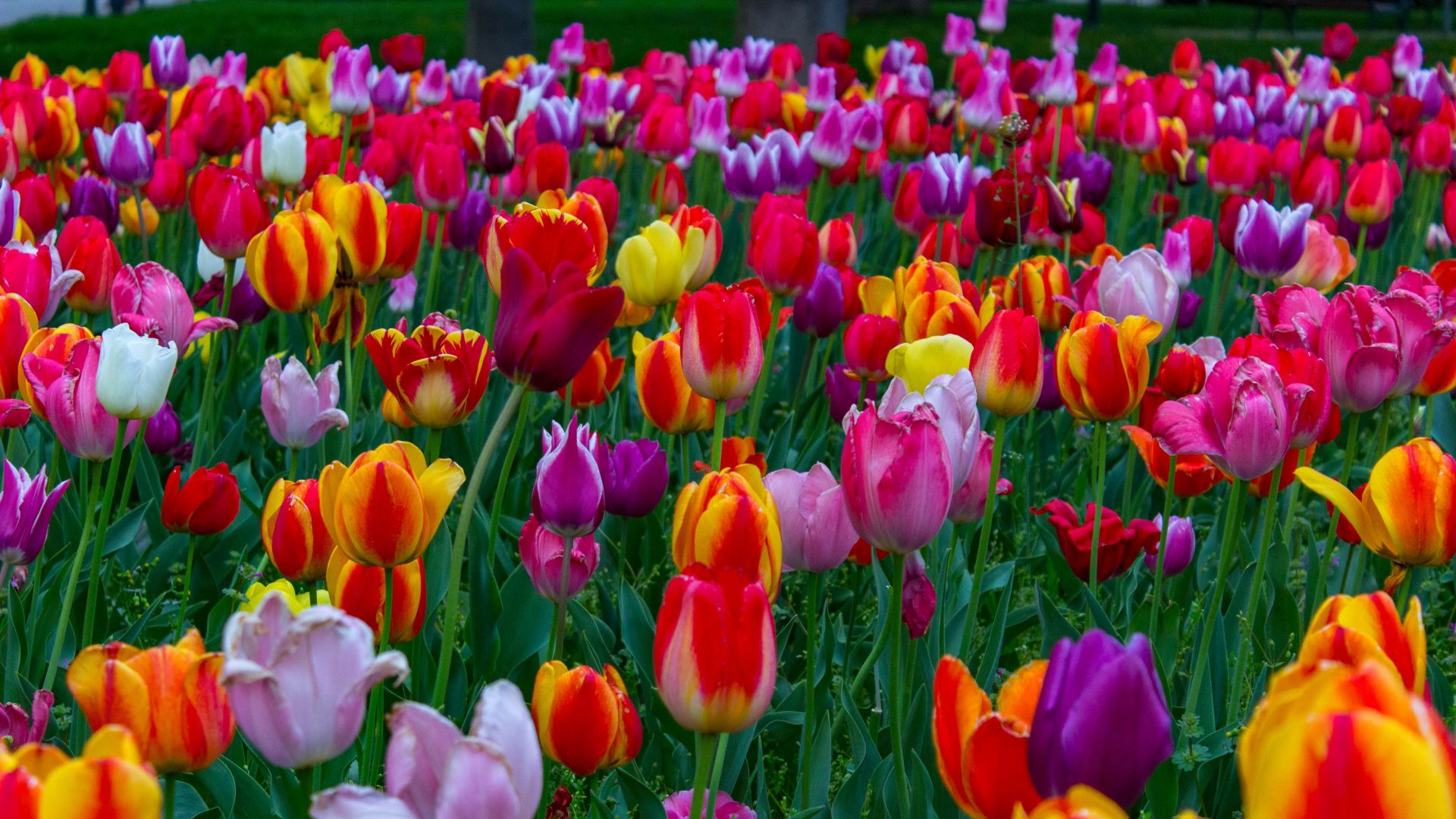 Wallpaper Tulip colorful flowers in field