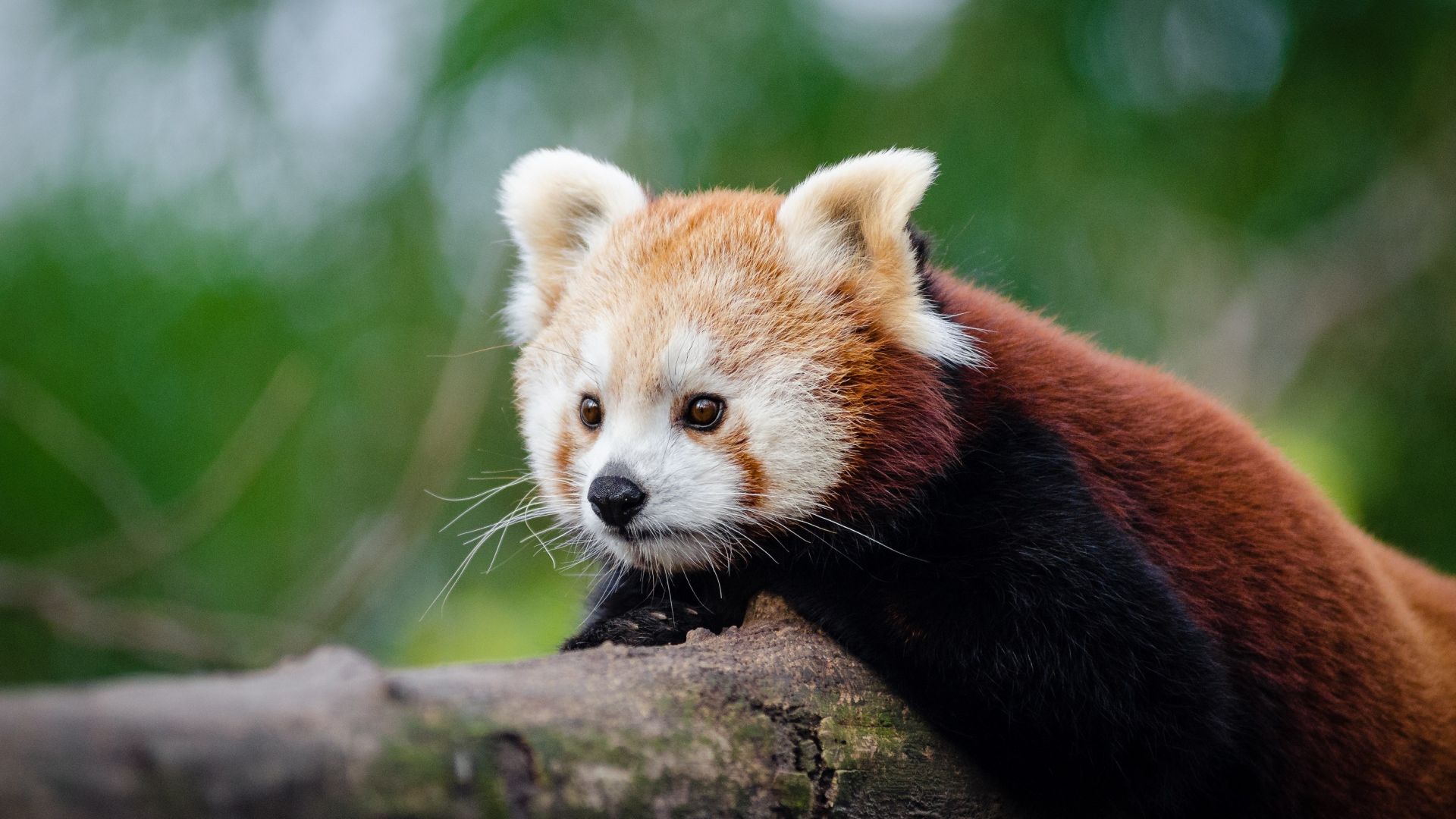 Wallpaper Red panda animals