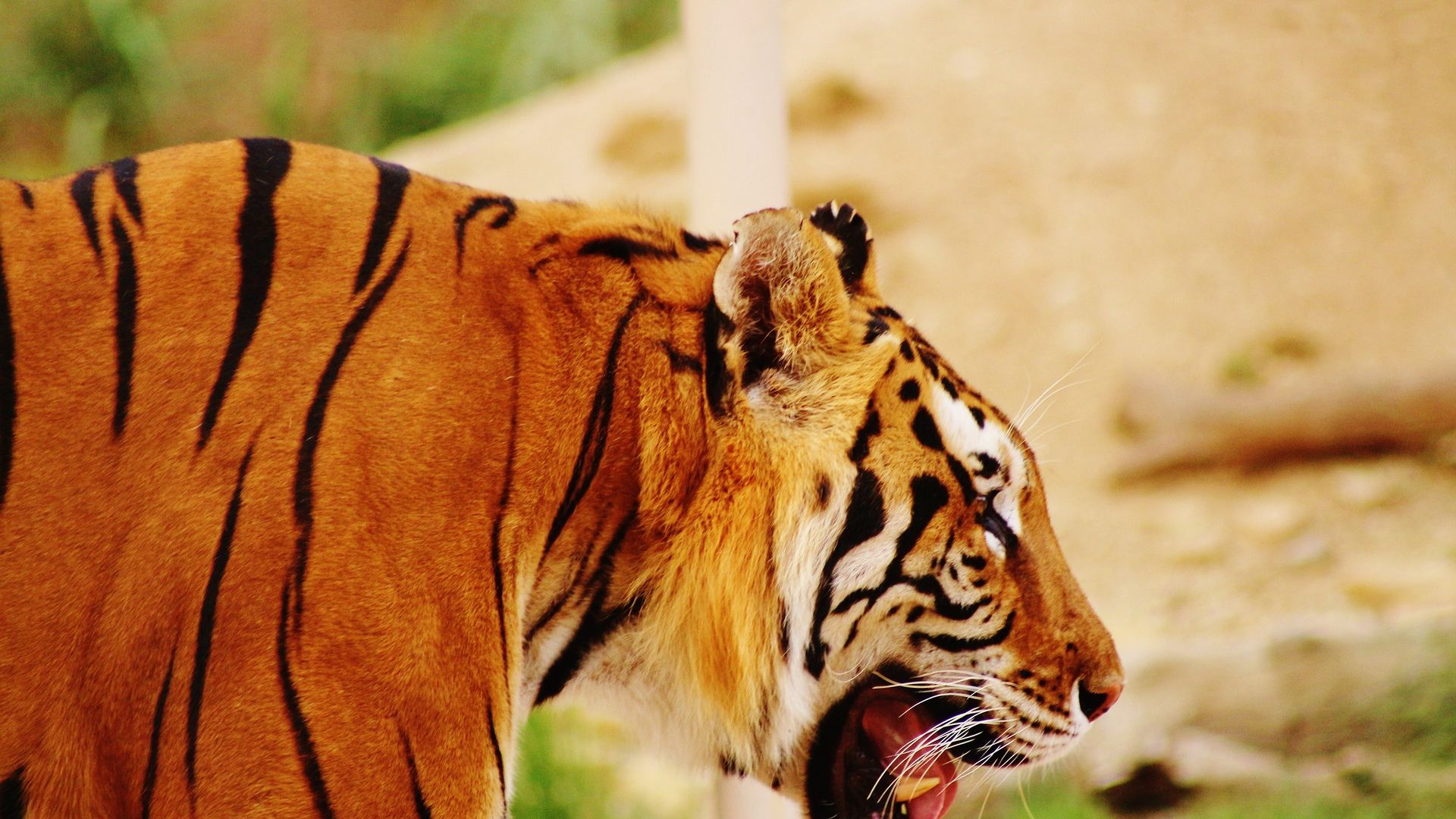 Wallpaper Zoo, animal, tiger, predator