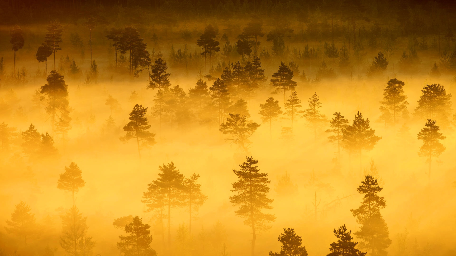 Wallpaper Nature, fog, tree, forest, horizon, sunrise, mist