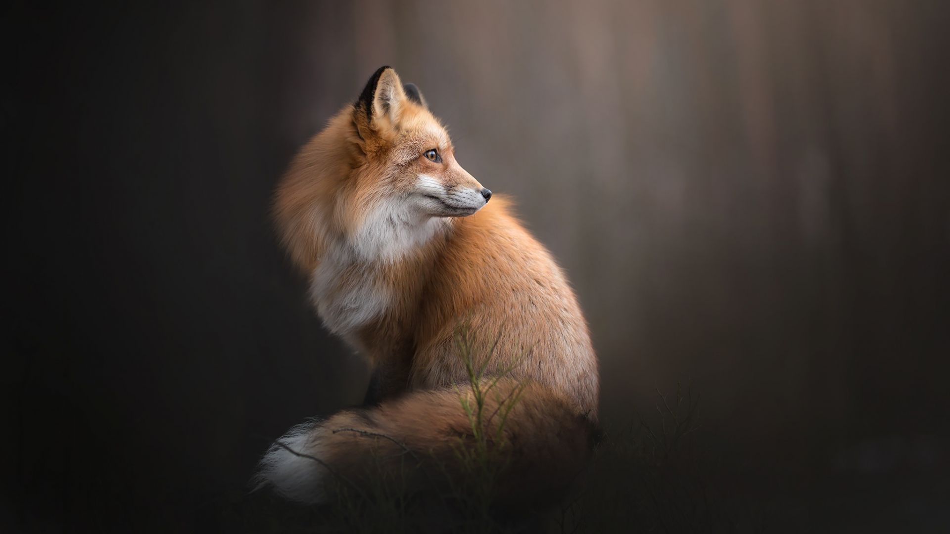 Wallpaper Red fox, furry animal