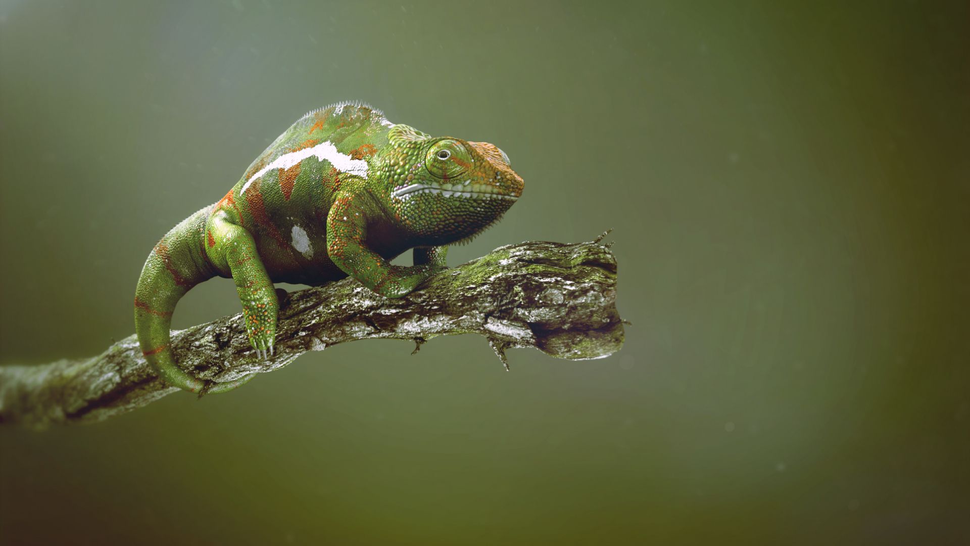 Wallpaper Chameleon, green reptiles, animal