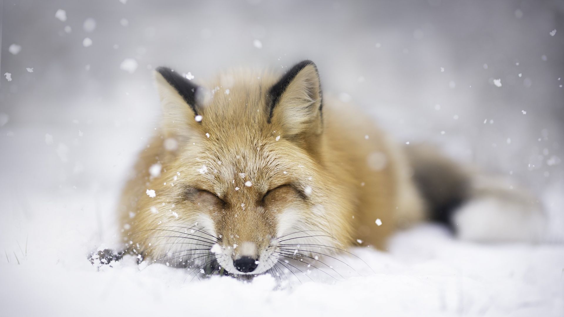 Wallpaper Red fox, animal, sleeping, winter