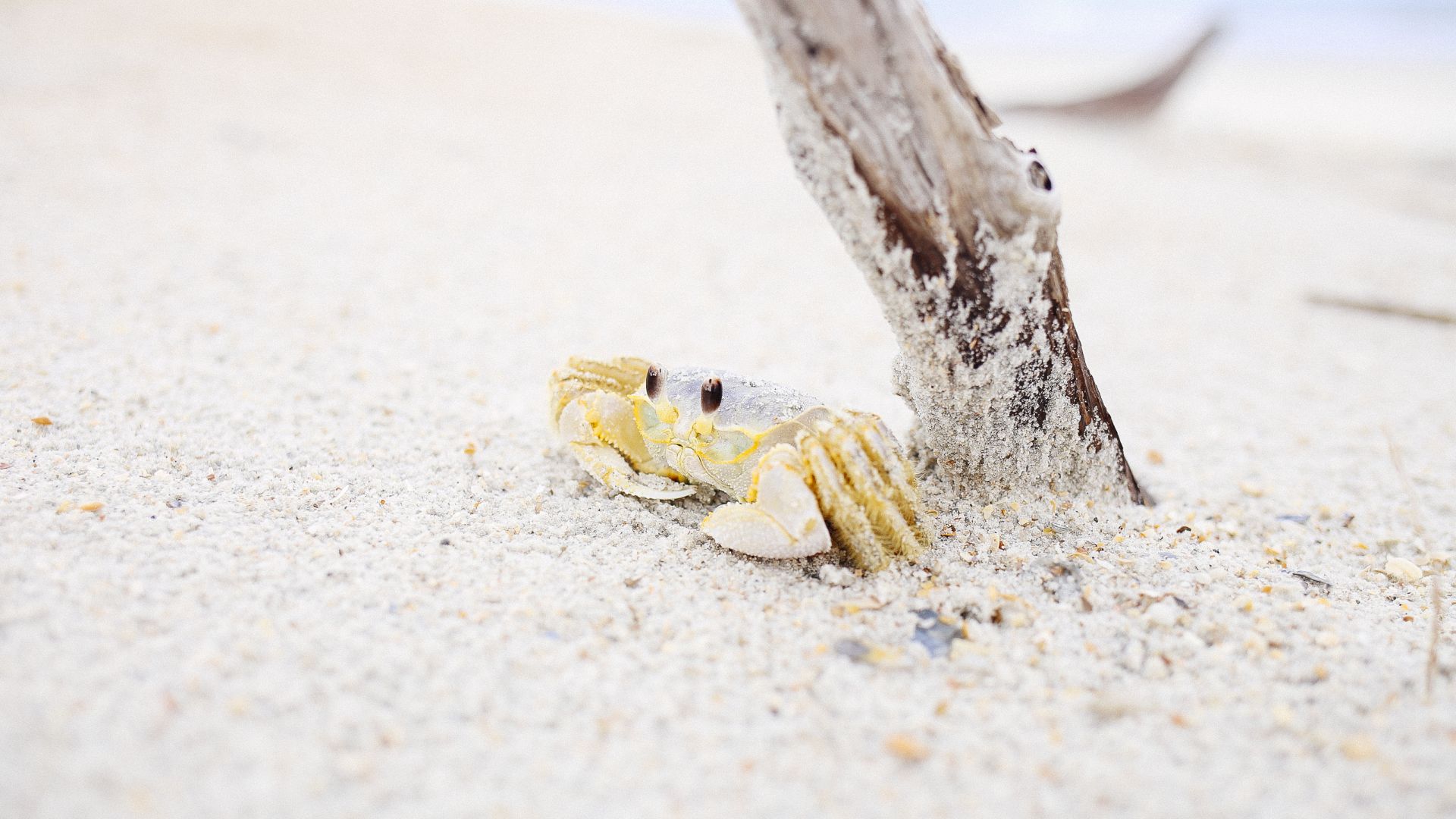Wallpaper Crustacean animal, sand, beach