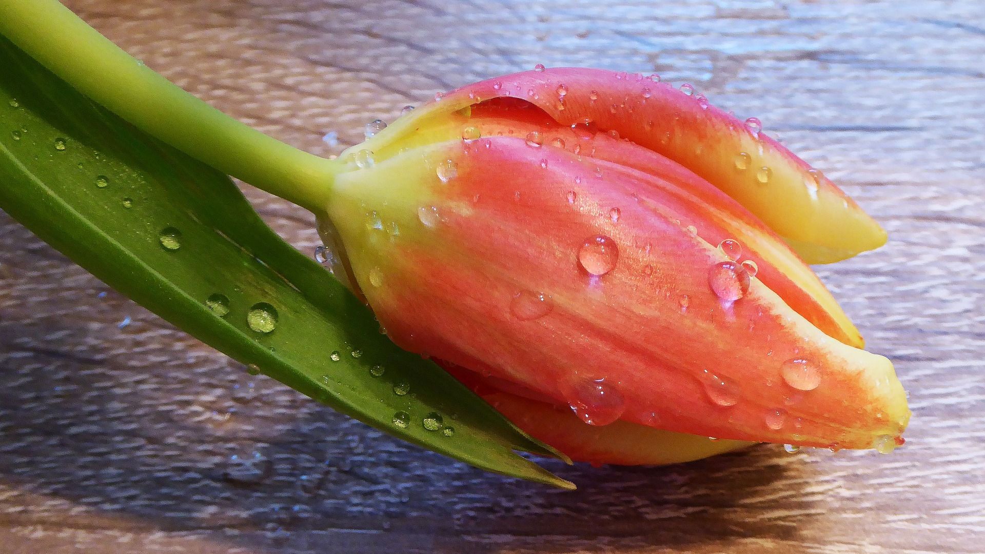 Wallpaper Tulip flower bud, drops, close up
