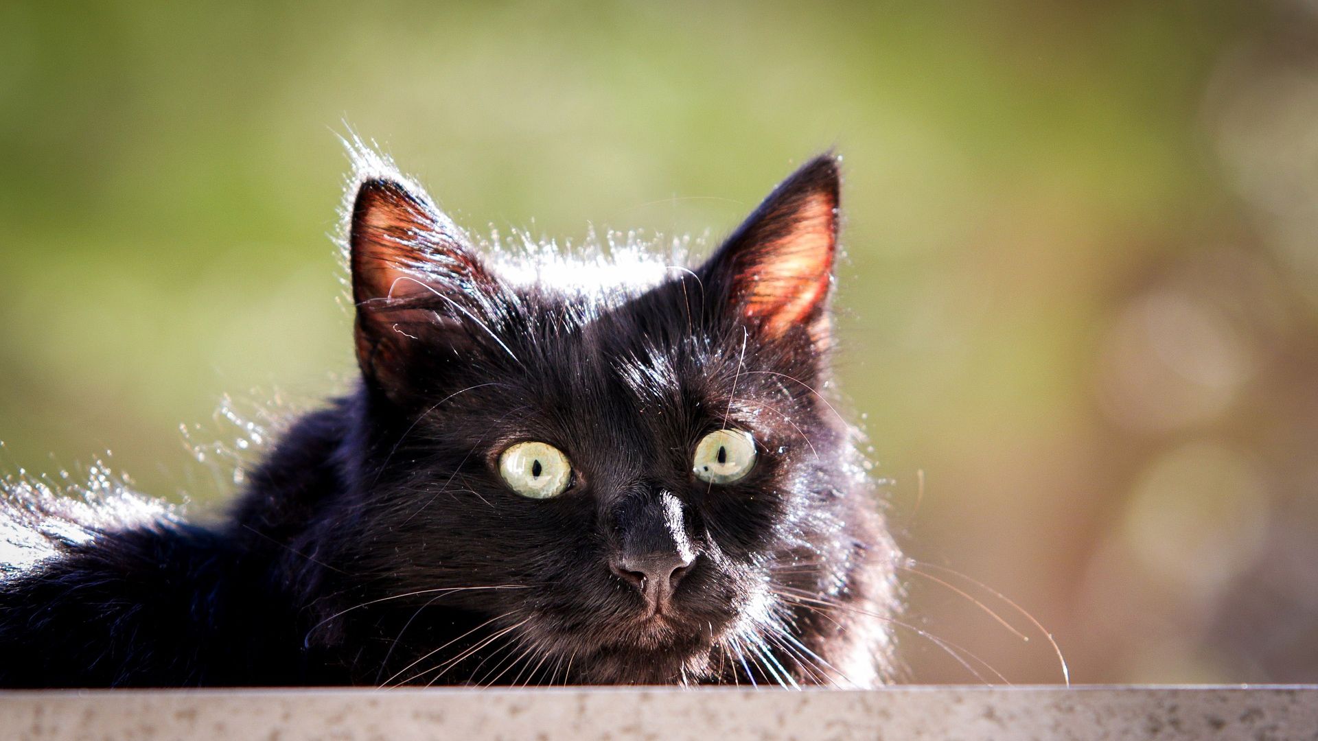 Wallpaper Black cat, animal, muzzle