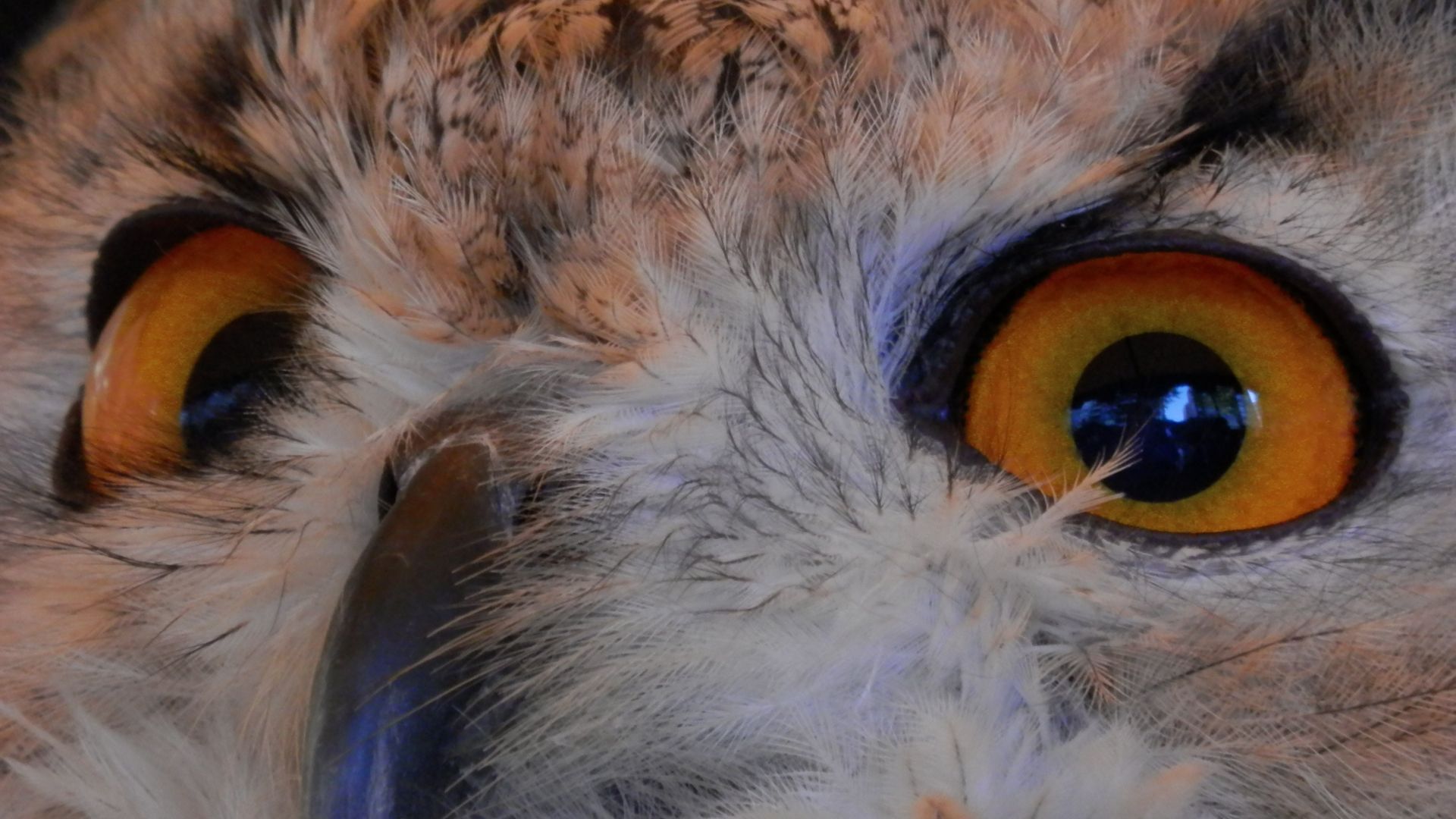 Wallpaper Owl bird of prey eyes