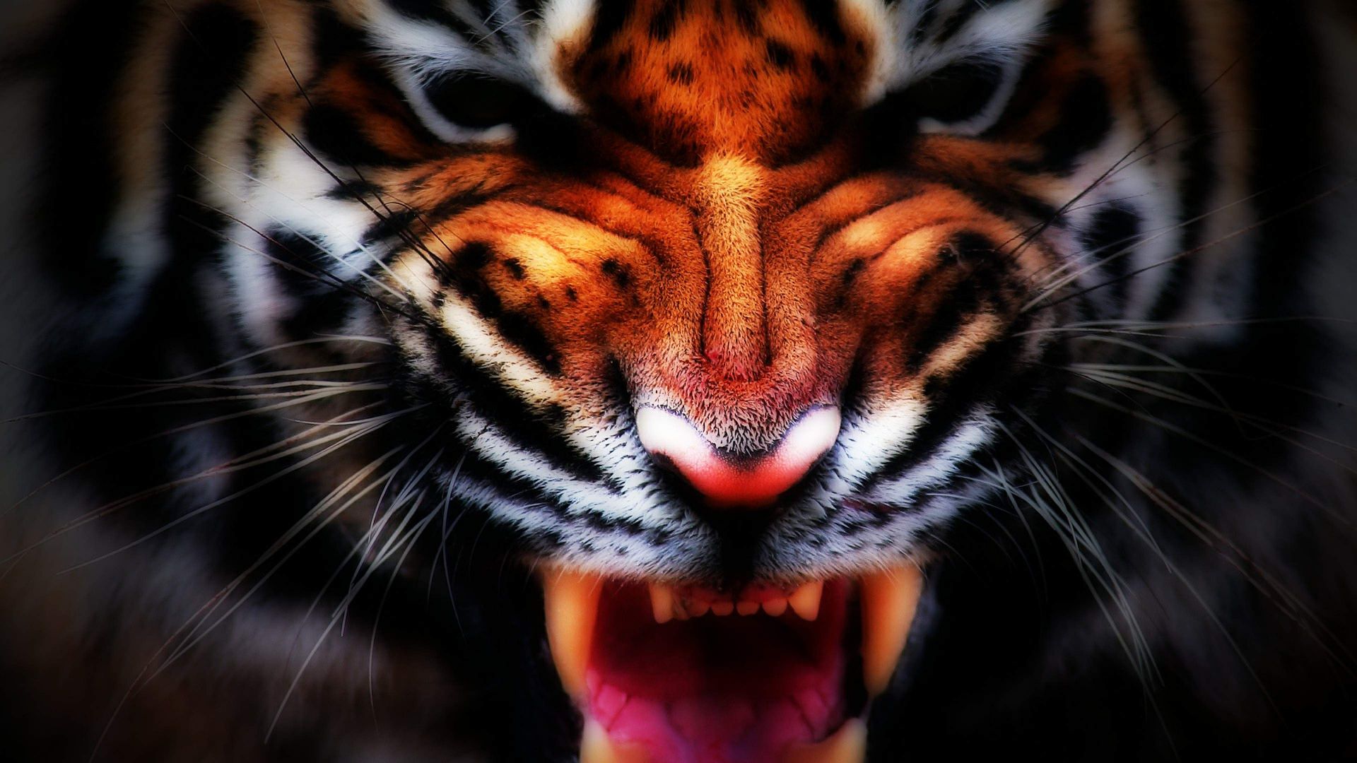 Wallpaper Tiger face painting