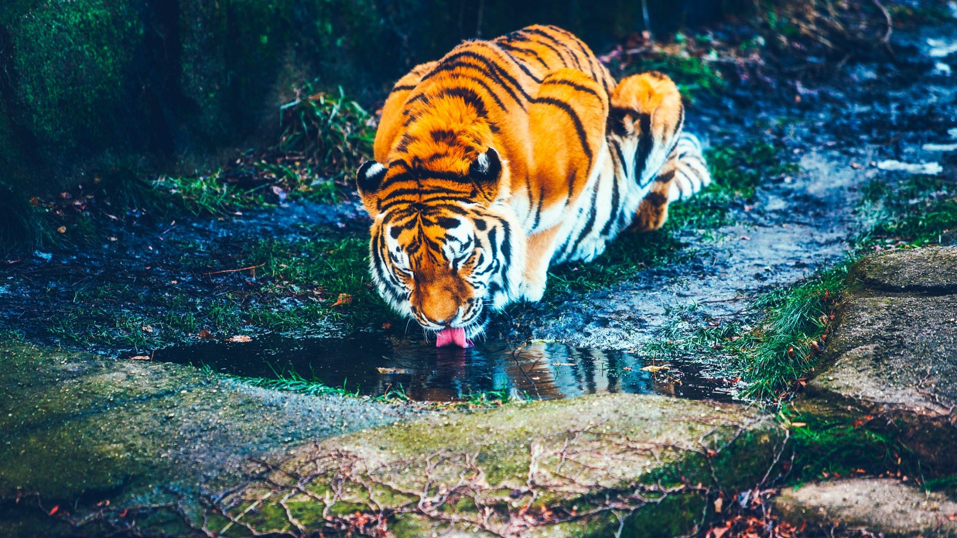 Wallpaper Tiger drinking water, river