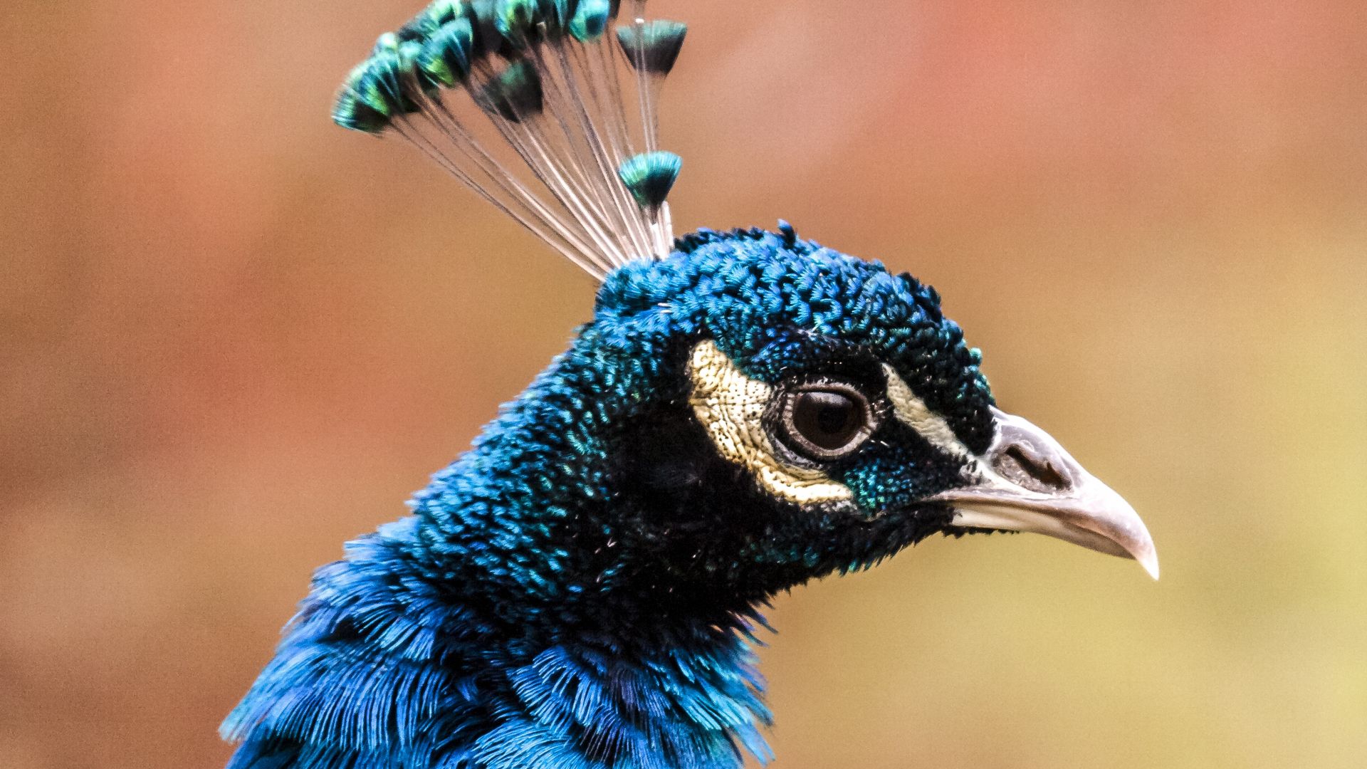 Wallpaper Peacock head, bird, colorful