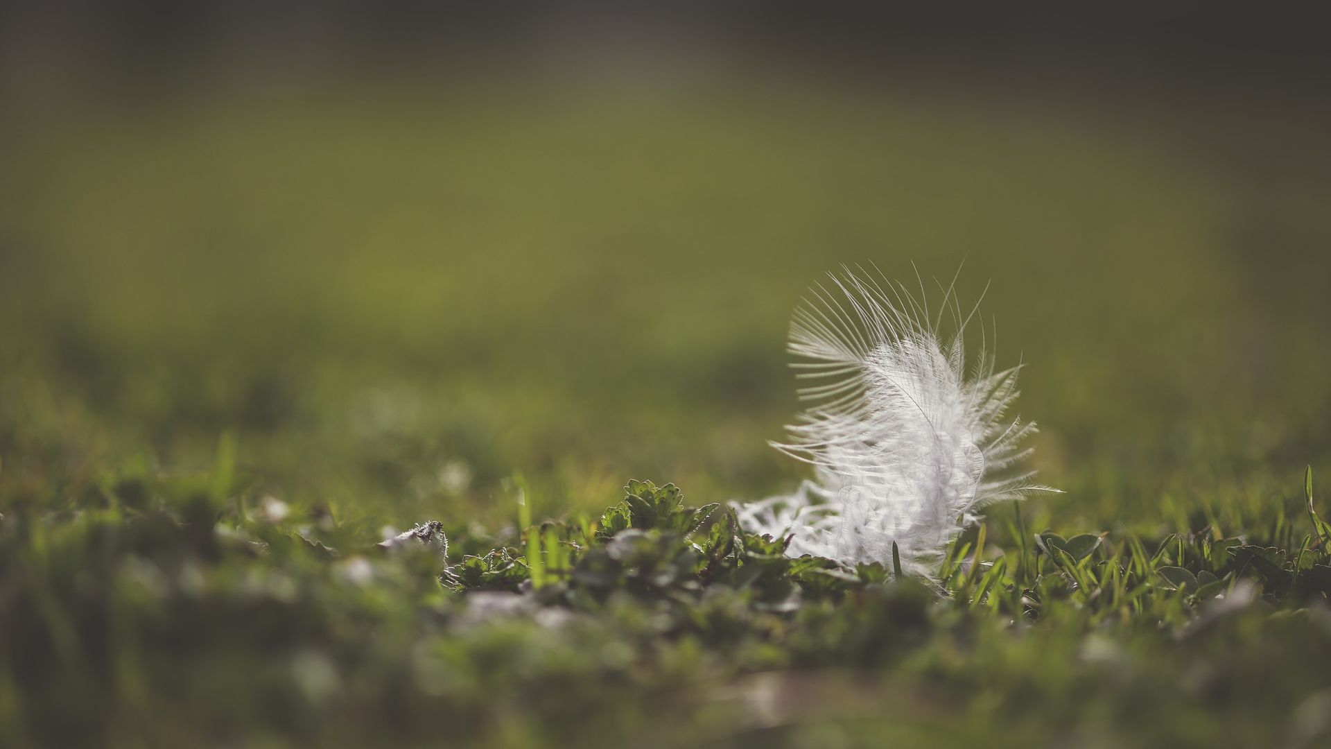 Wallpaper Feather, close up, blur, grass field