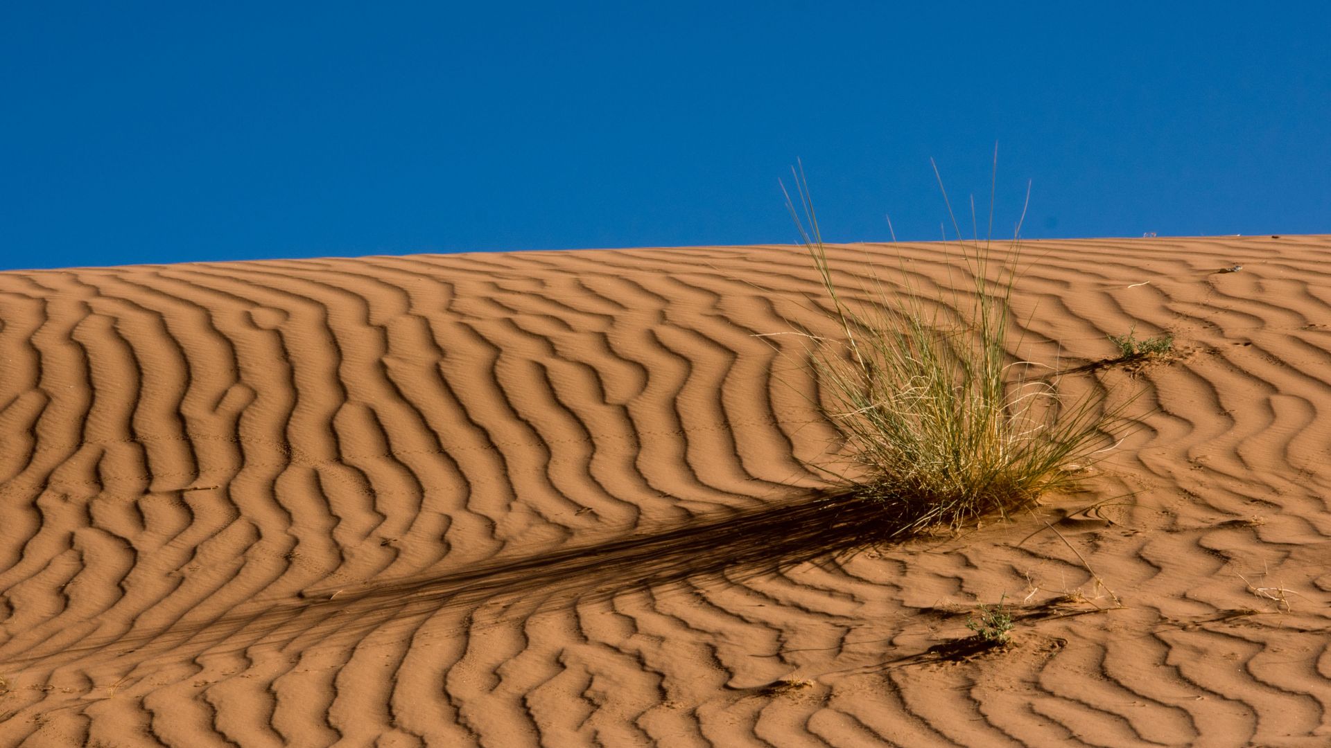 Wallpaper Sahara desert, nature