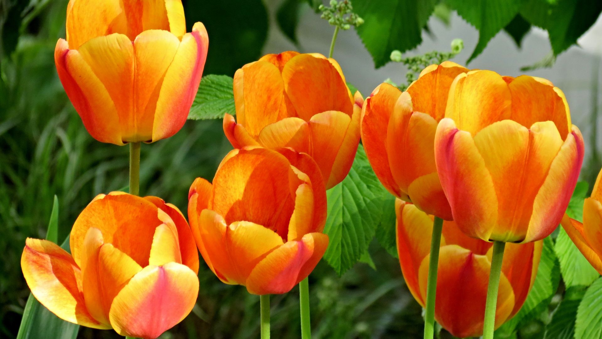 Desktop Wallpaper Tulips, Orange Flower, Blossom, Hd Image, Picture ...