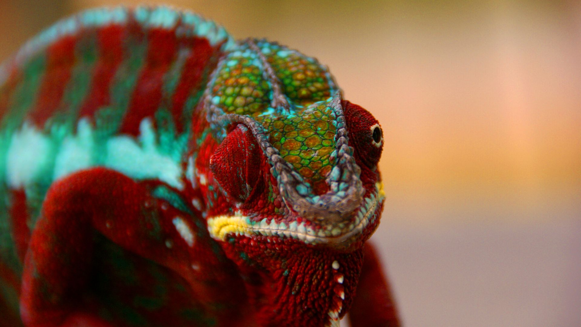 Wallpaper Colorful lizard, chameleon