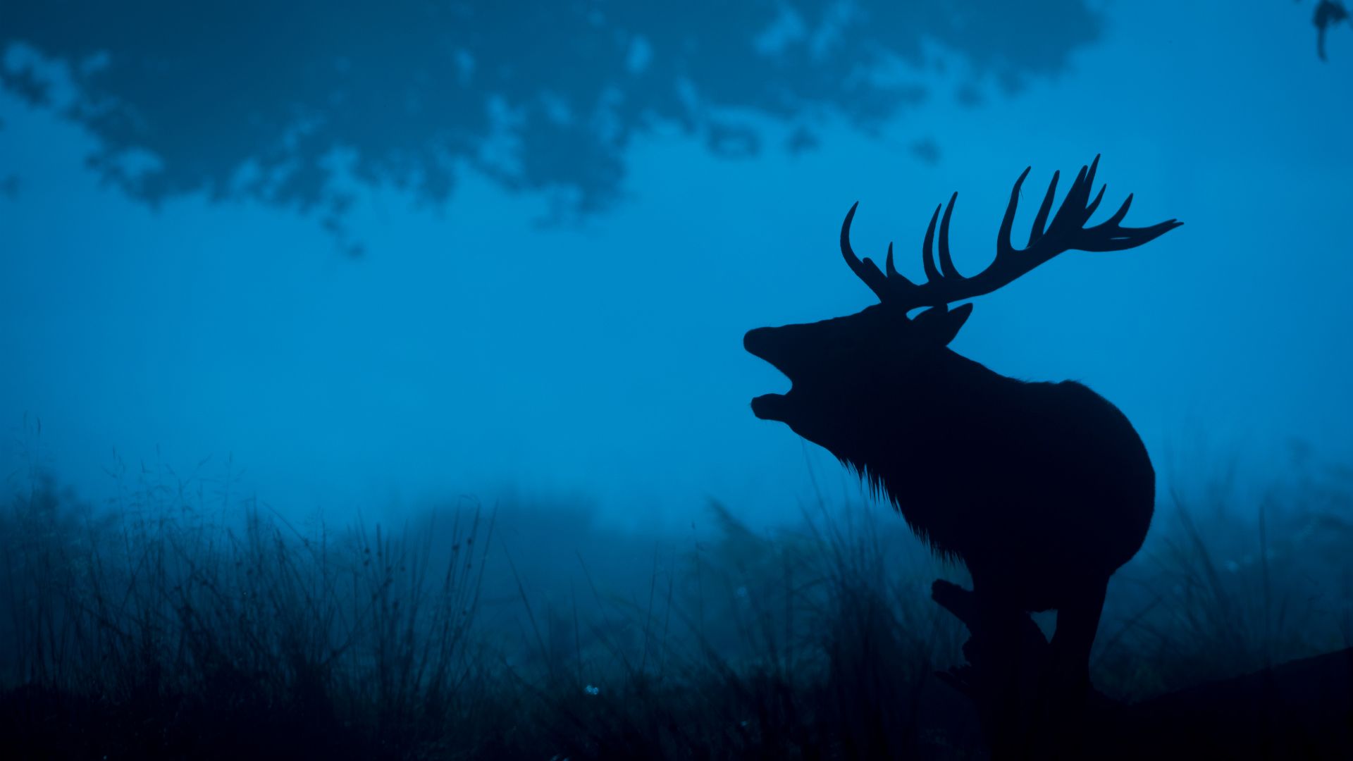 Wallpaper Deer silhouette