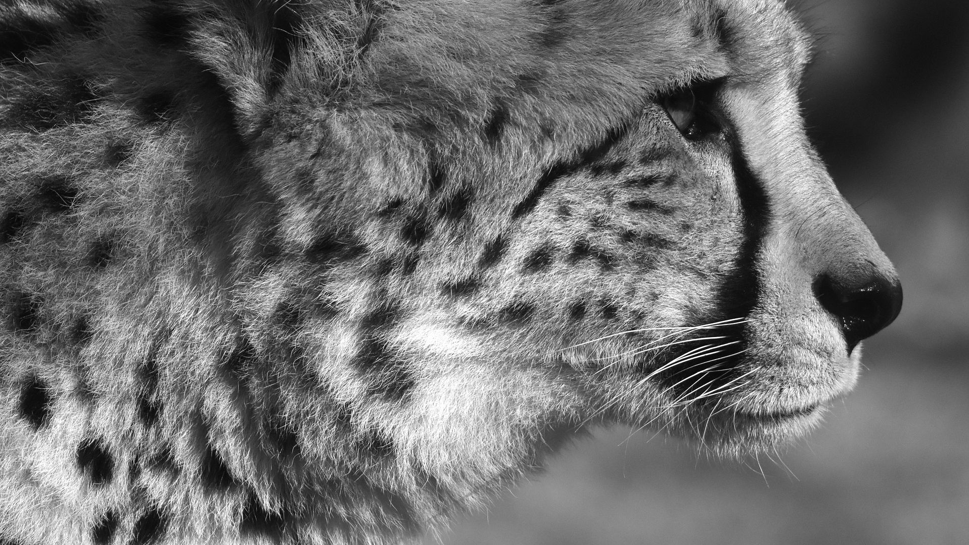 Wallpaper Leopard muzzle, animal, monochrome