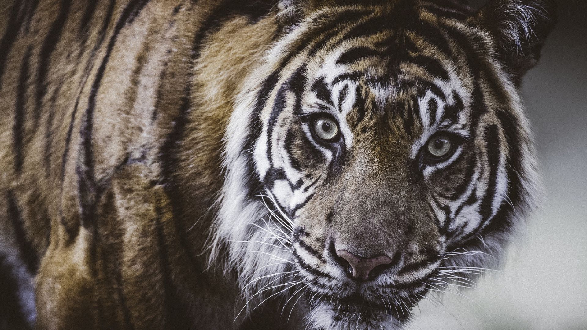 Wallpaper Tiger, predator, curious, animal
