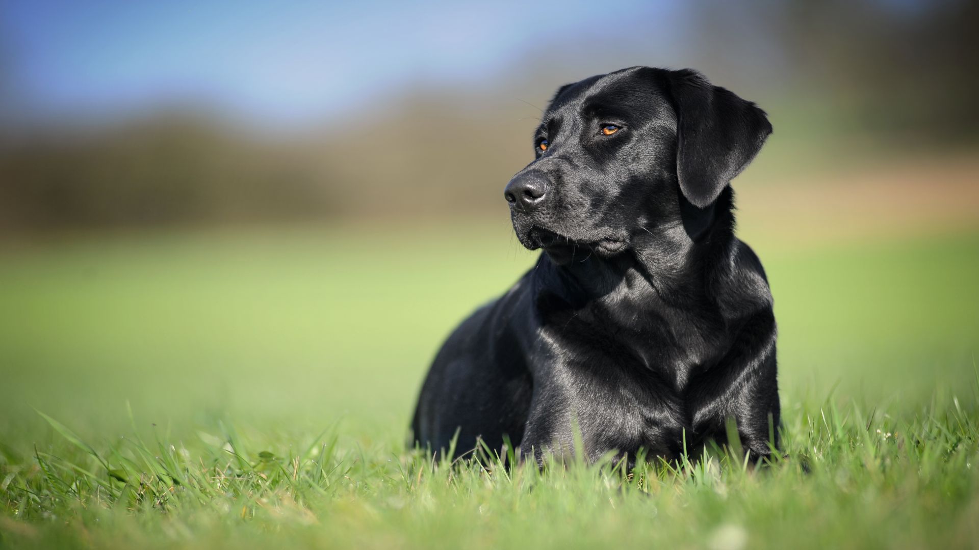 Desktop Wallpaper Black Pet Dog, Labrador Retriever, Grass Field, Hd Image,  Picture, Background, Nul8lo
