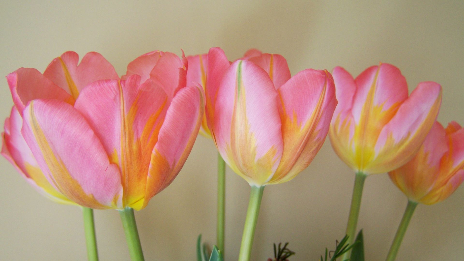 Wallpaper Pink & yellow tulip flowers, buds