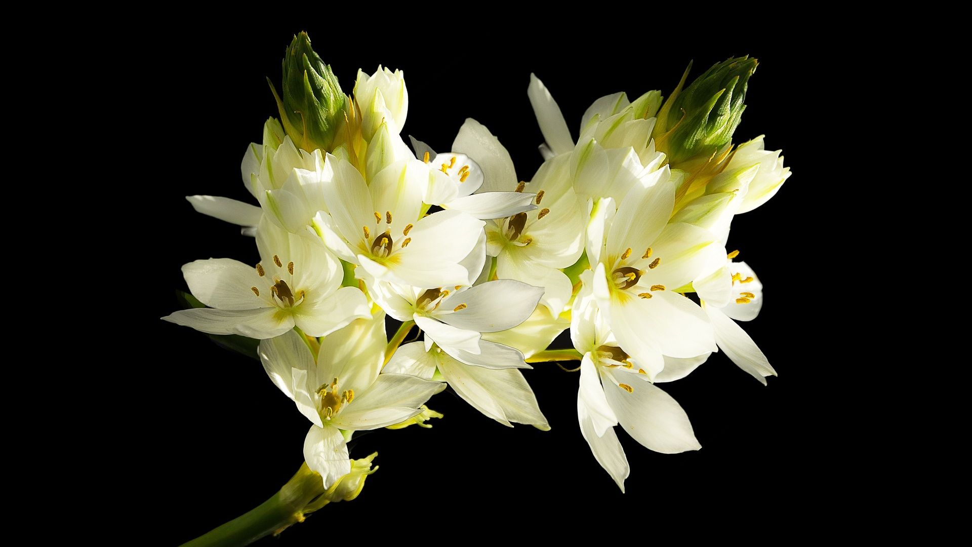 Wallpaper White flower, spring, close up