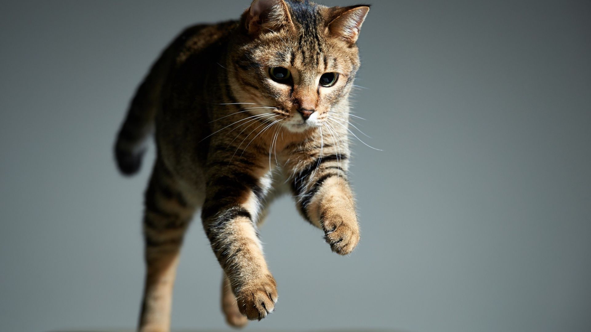 Wallpaper Cat, animal, pet, jumping