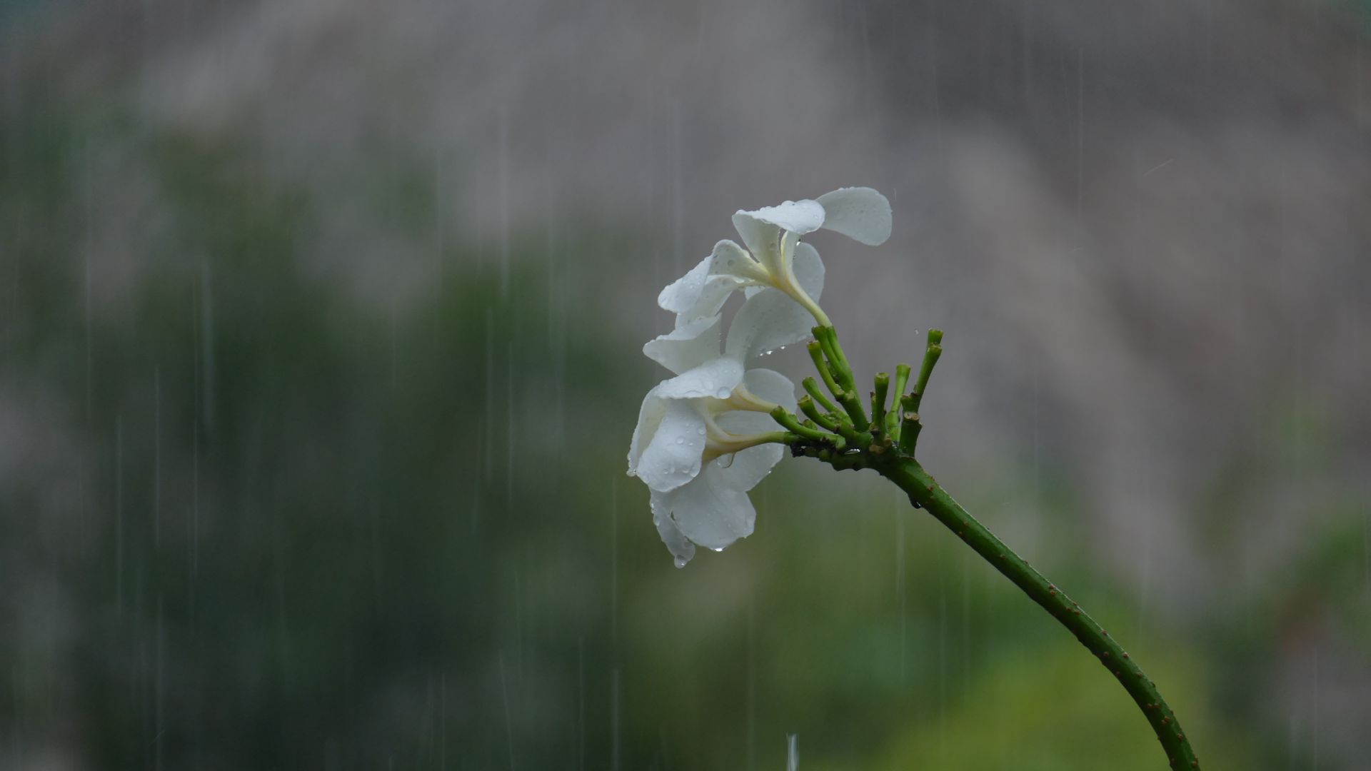 Wallpaper Frangipani flowers, white Plumeria, blossom, rain