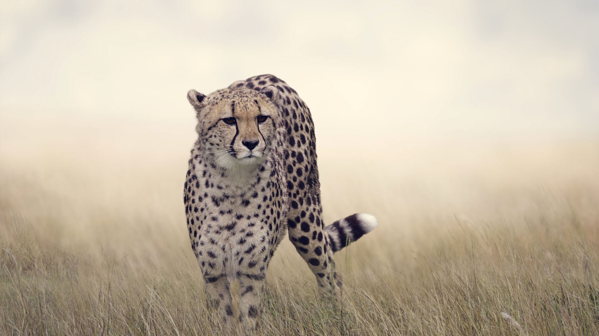 Wallpaper Cheetah, animal, predator, grass field